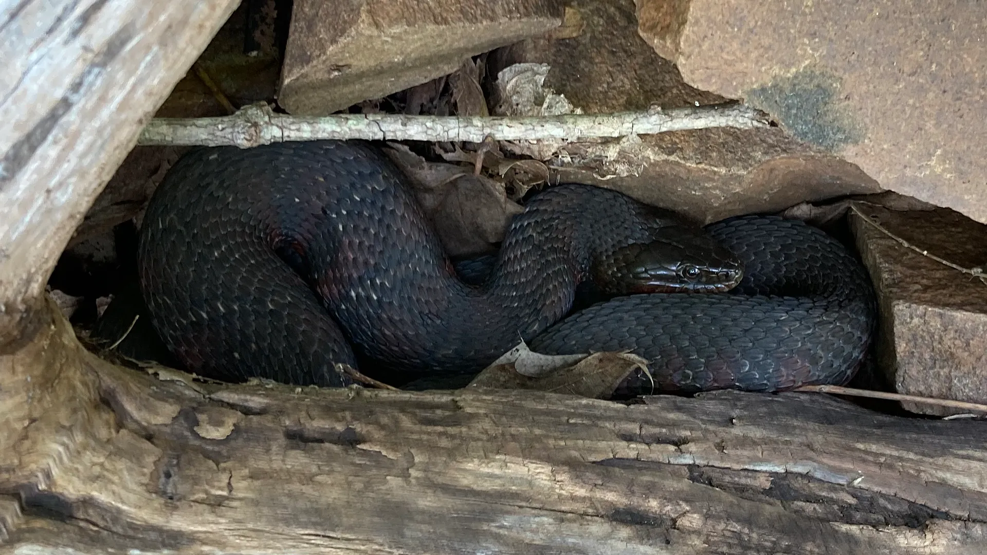 Northern Watersnake