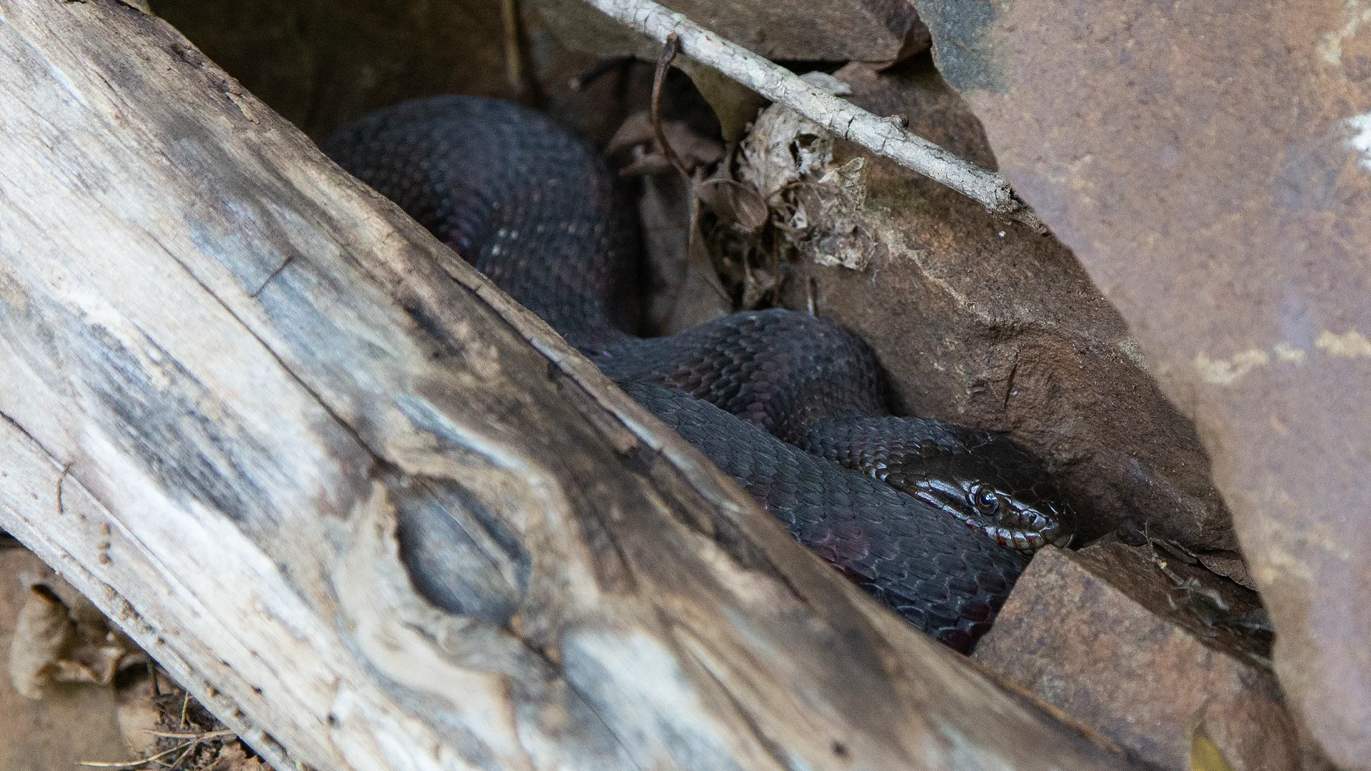 Northern Watersnake