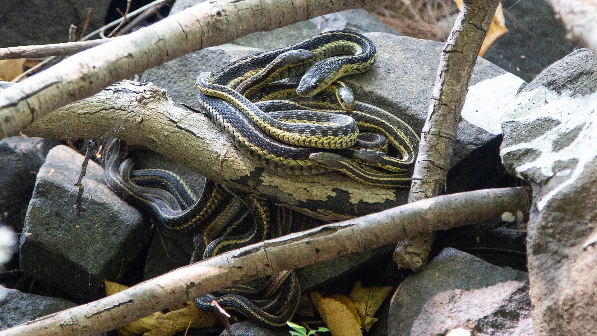 Eastern Garter Snake