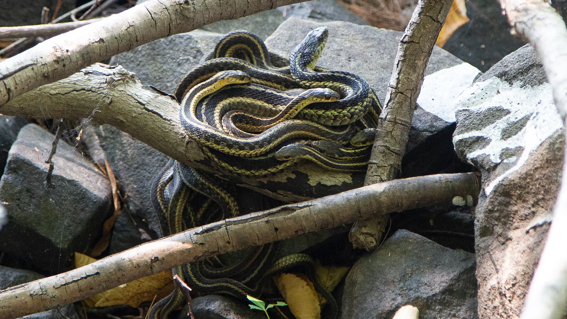 Eastern Garter Snake