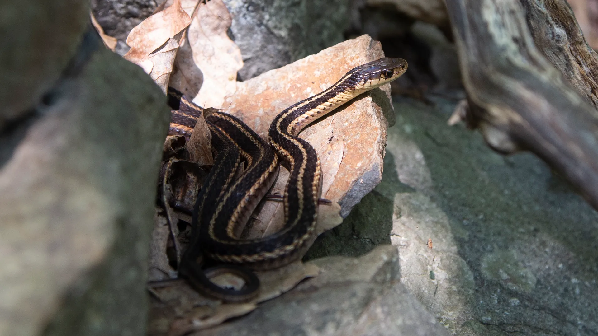 Eastern Garter Snake