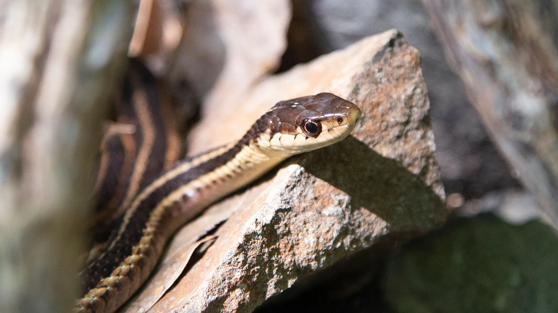 Eastern Garter Snake