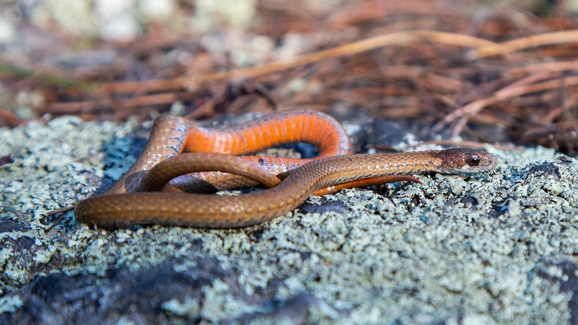 Northern Redbelly Snake