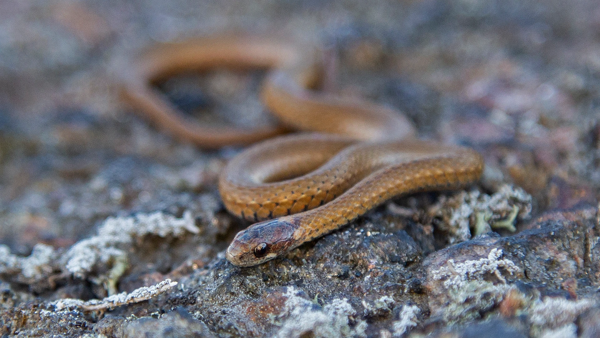 Northern Redbelly Snake
