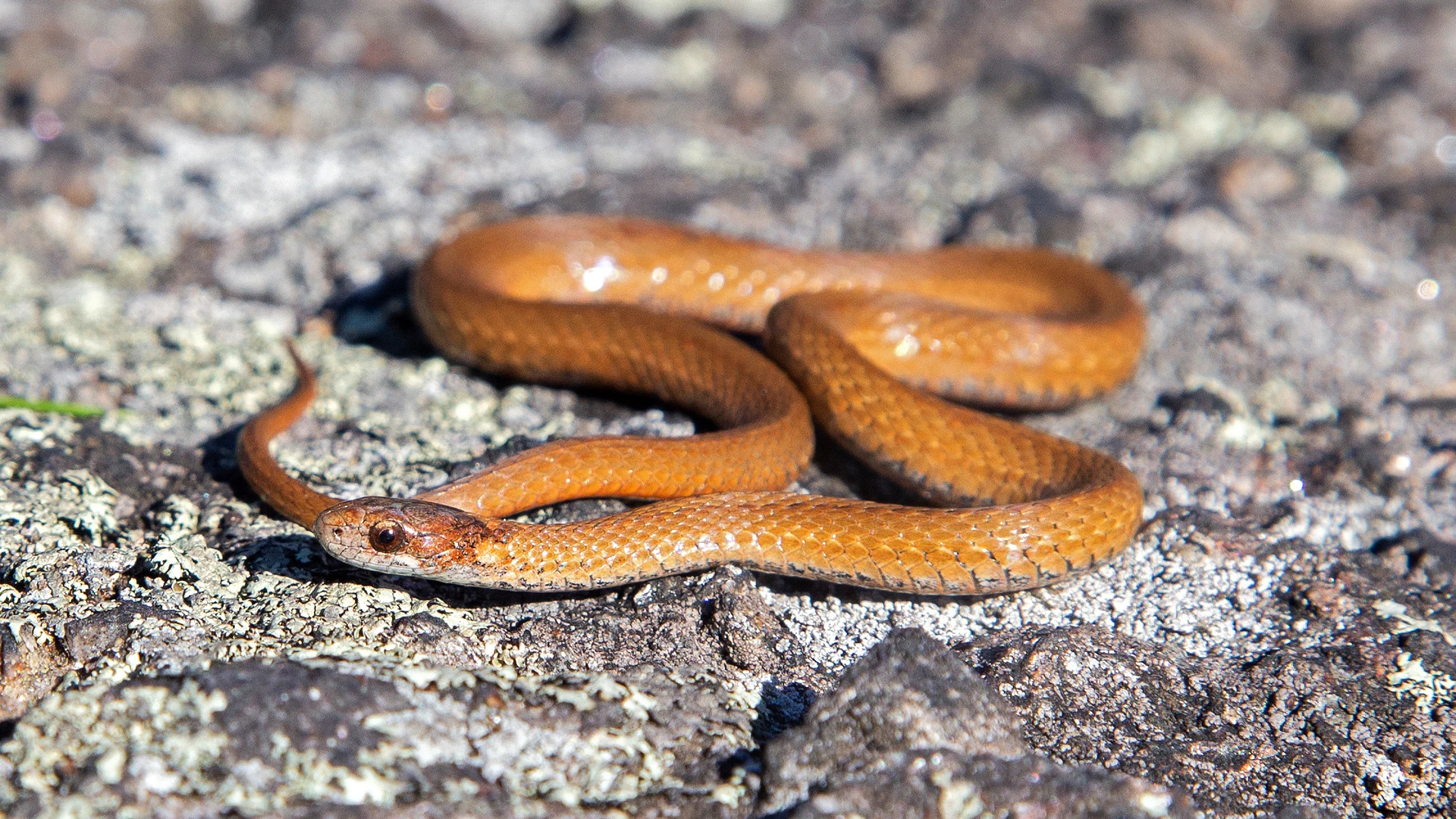 Northern Redbelly Snake