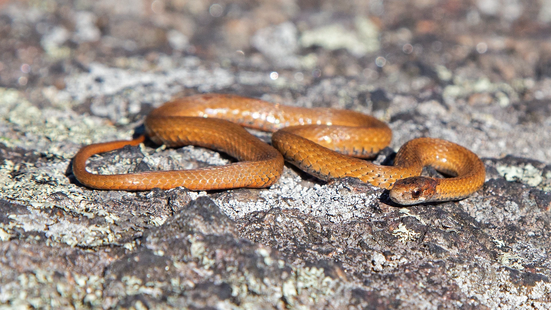 Northern Redbelly Snake