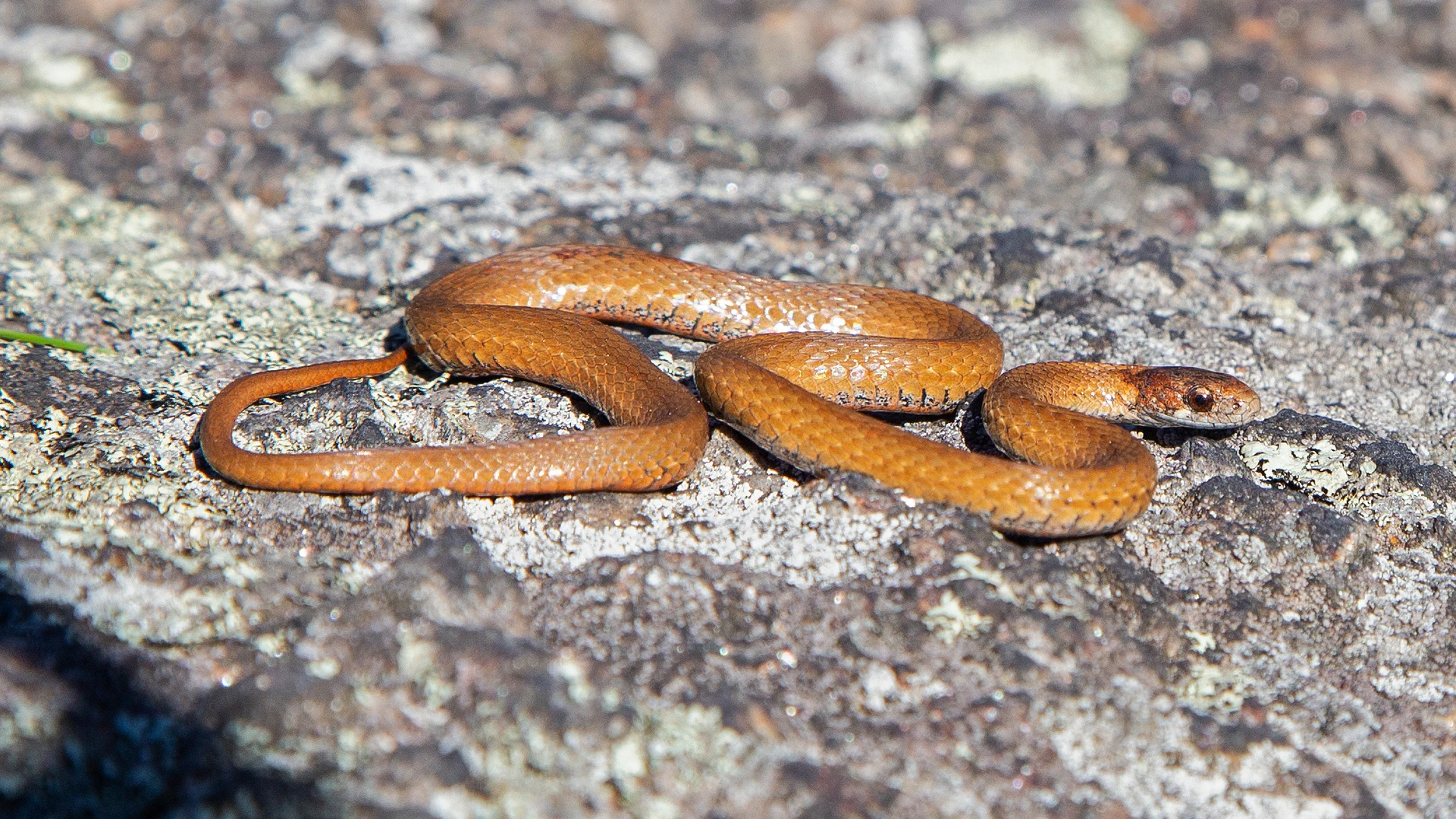 Northern Redbelly Snake