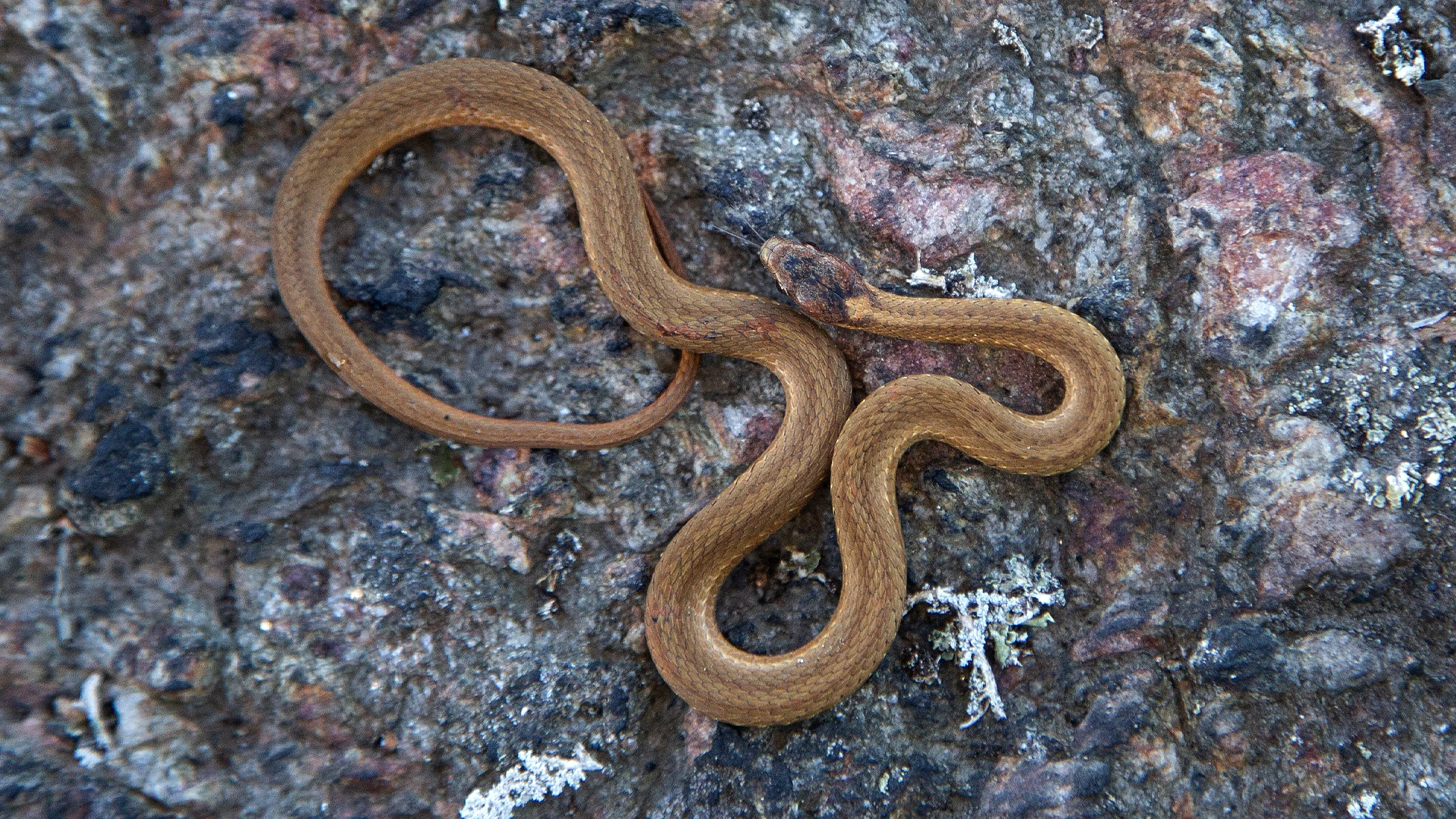 Northern Redbelly Snake
