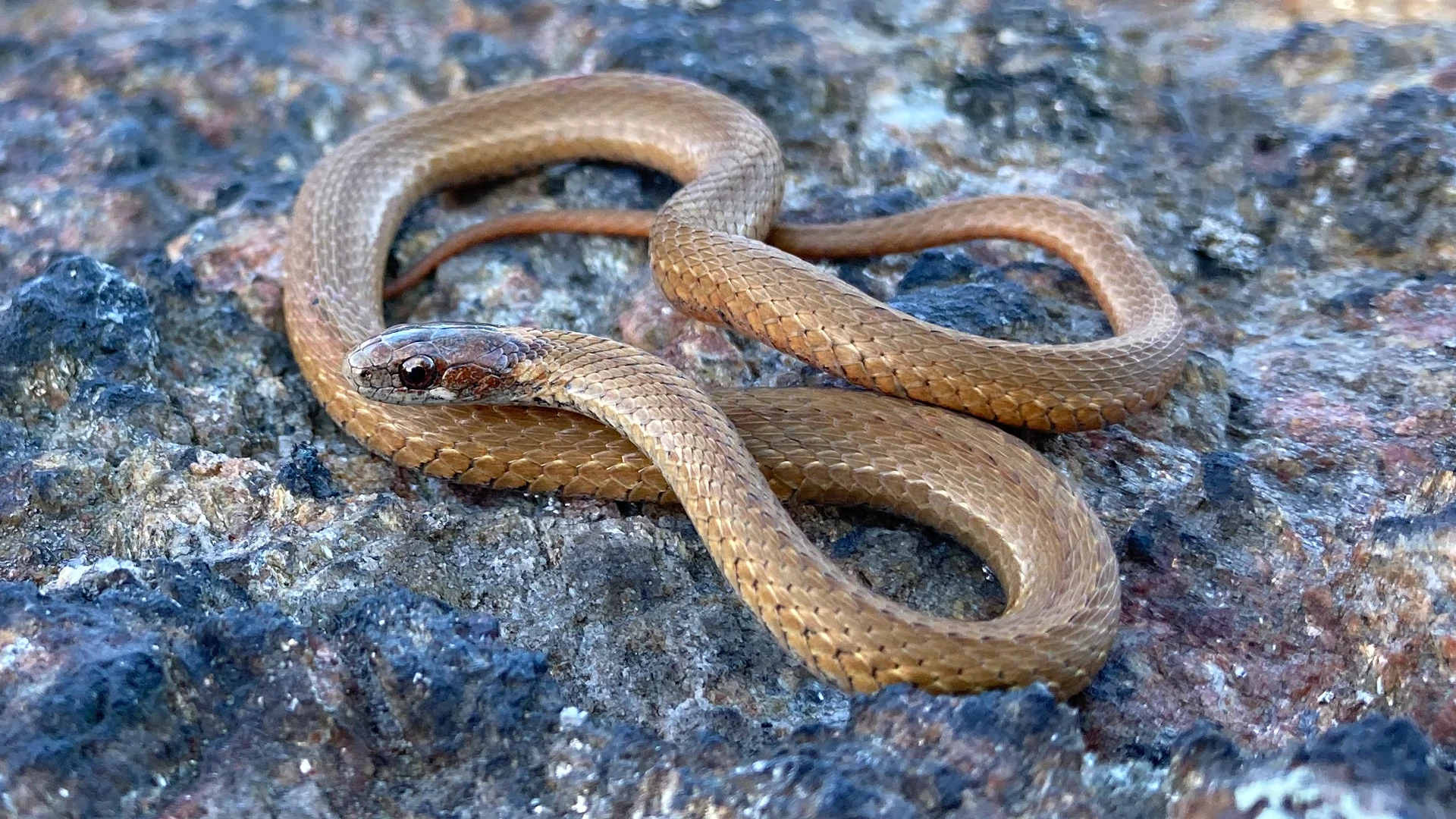 Northern Redbelly Snake