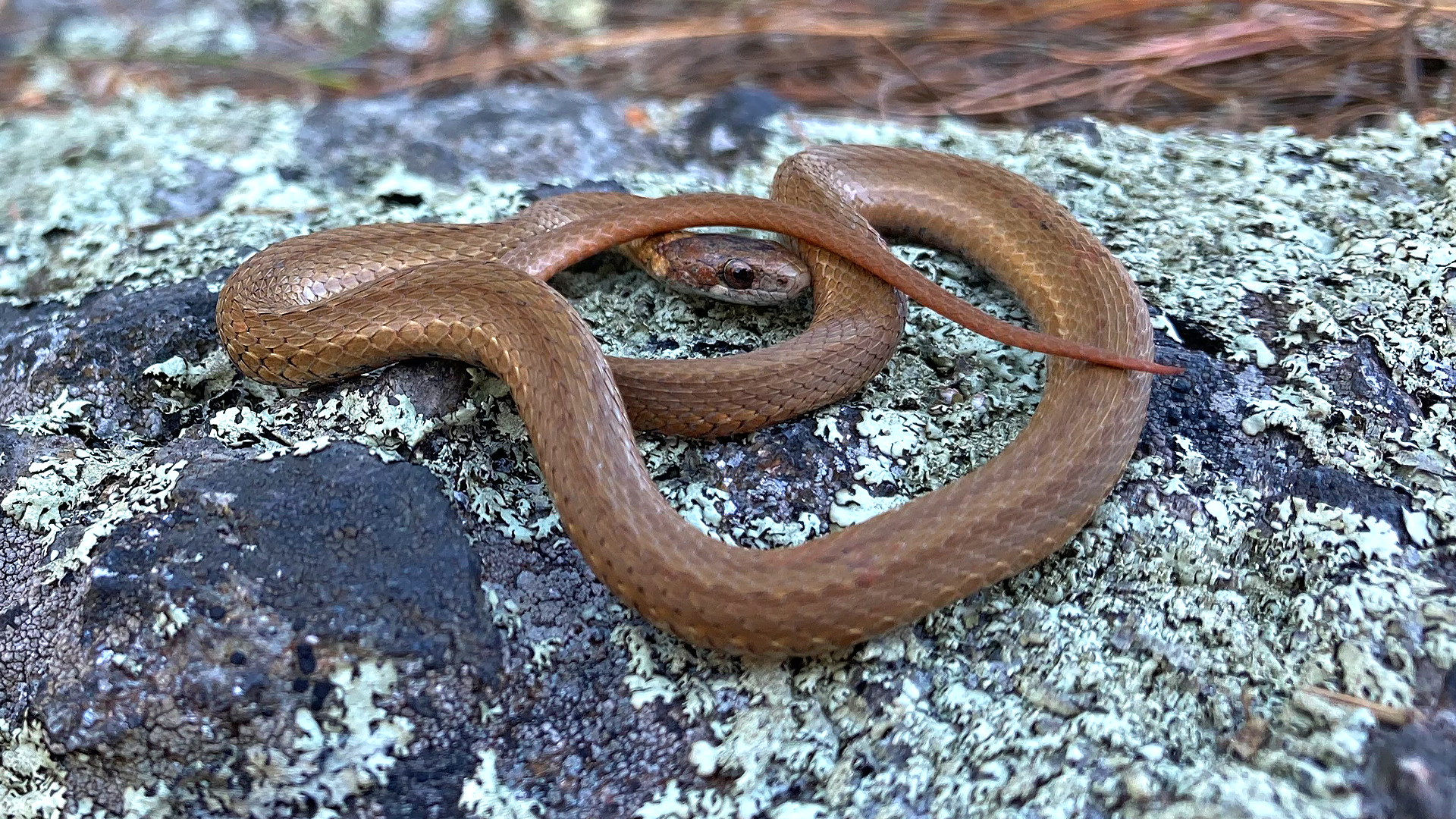 Northern Redbelly Snake
