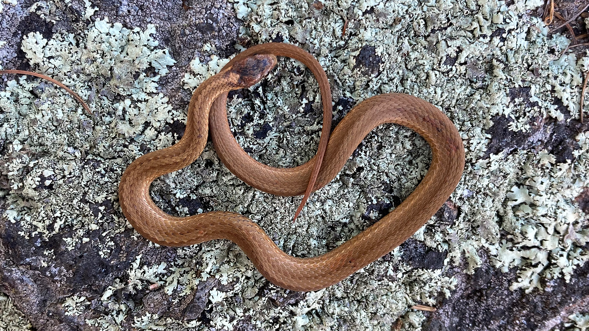 Northern Redbelly Snake