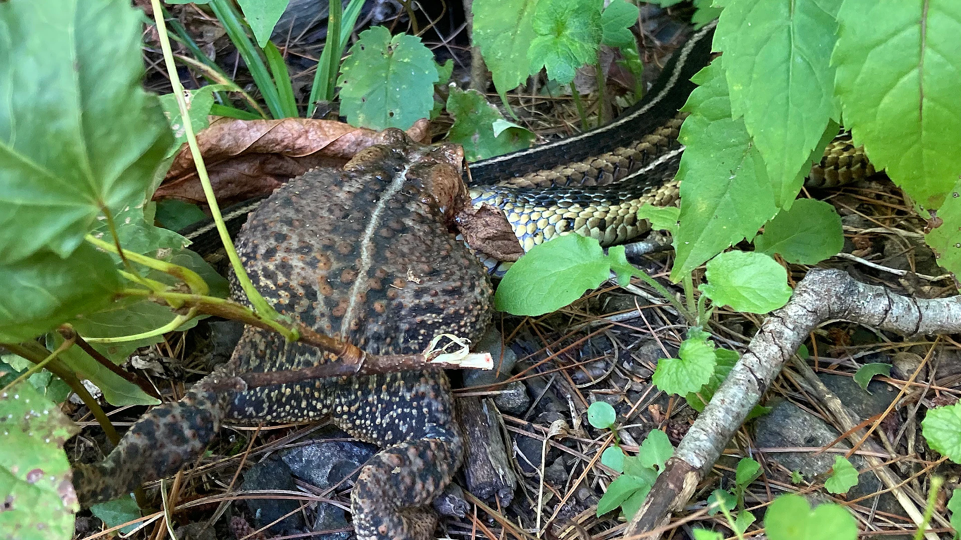 Eastern Garter Snake