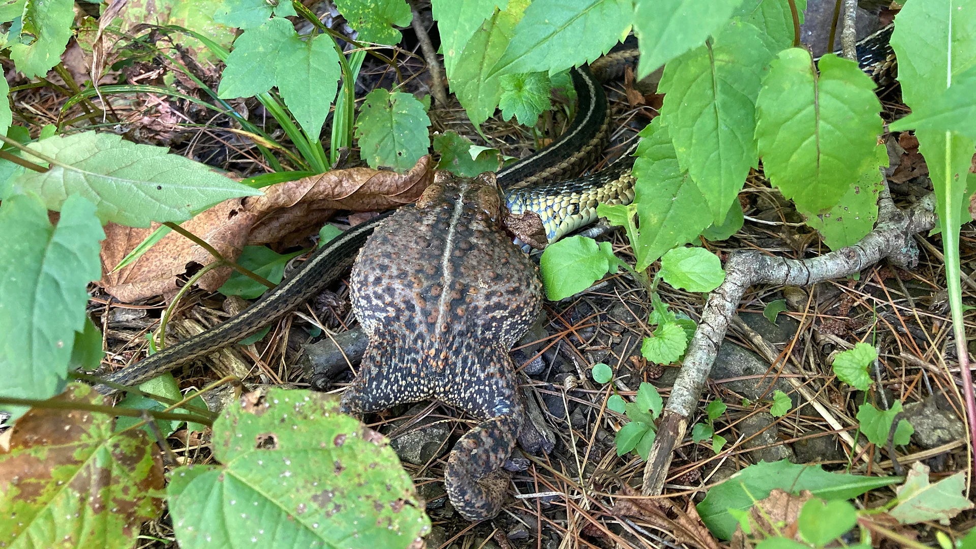 Eastern Garter Snake