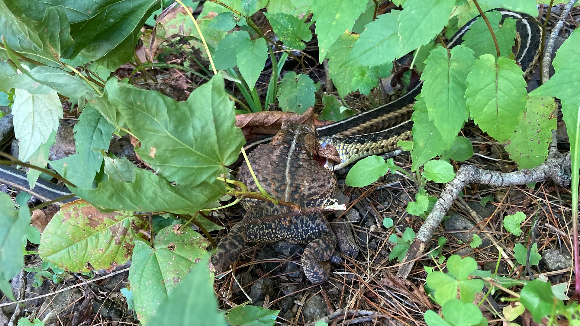 Eastern Garter Snake