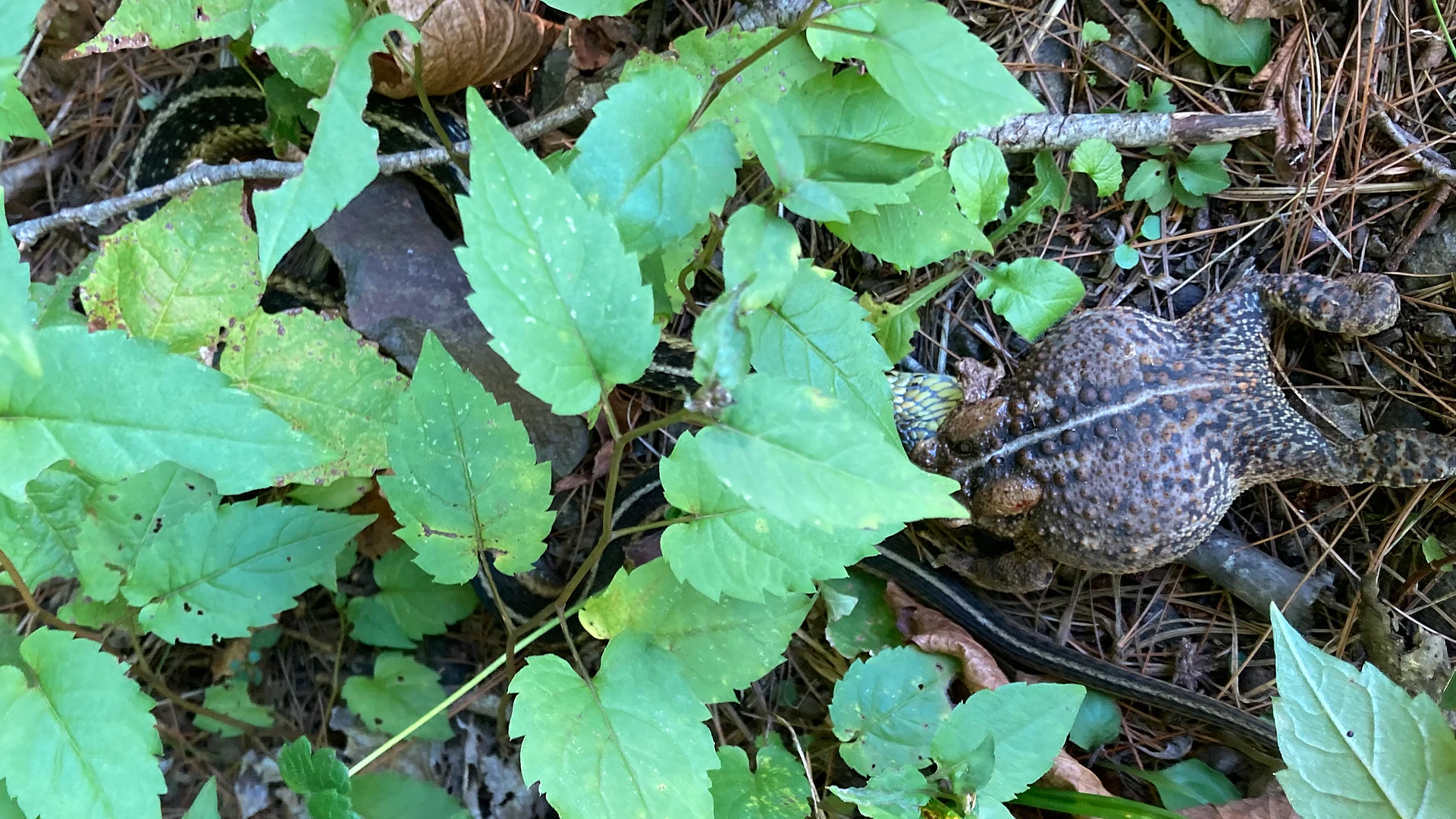 Eastern Garter Snake