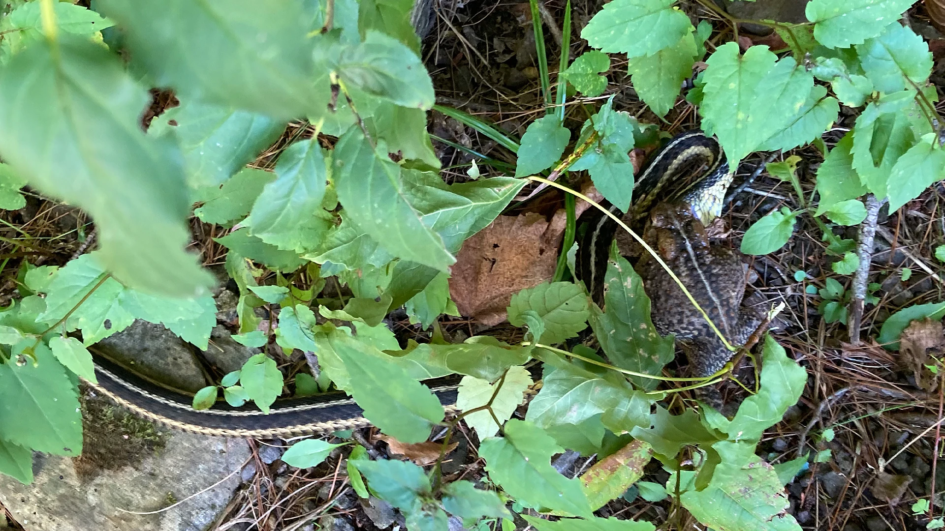 Eastern Garter Snake