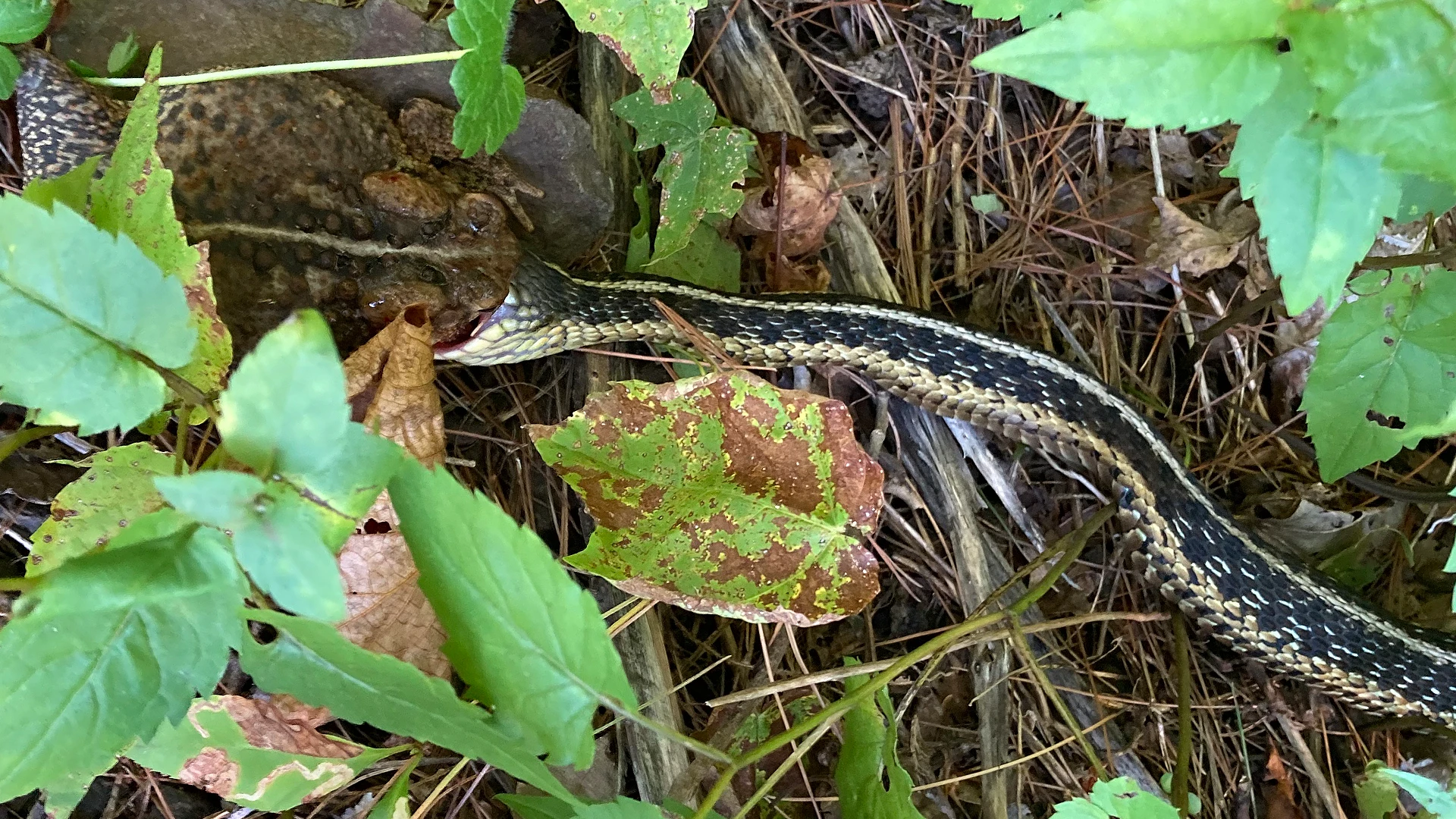 Eastern Garter Snake