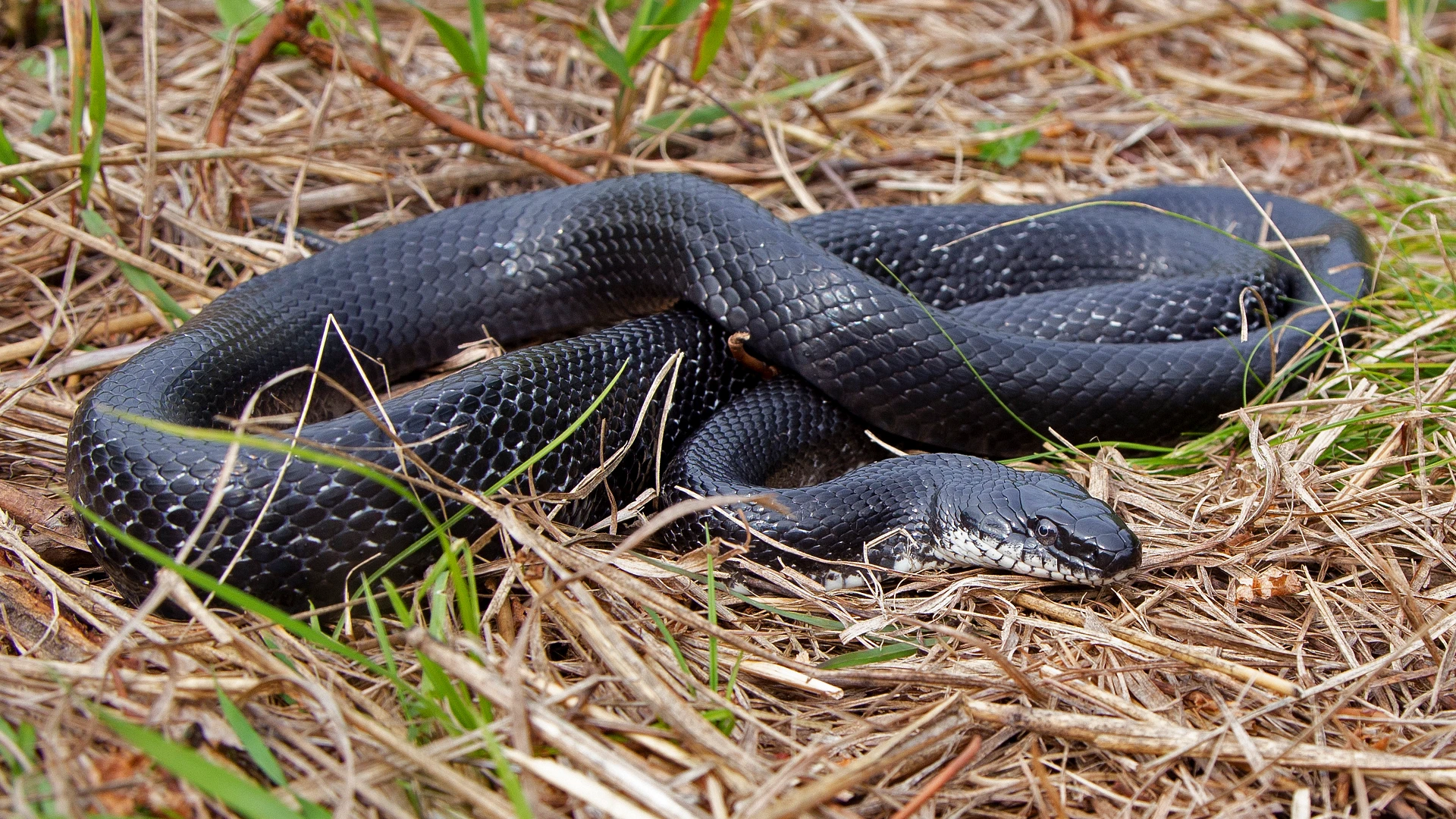 Eastern Rat Snake