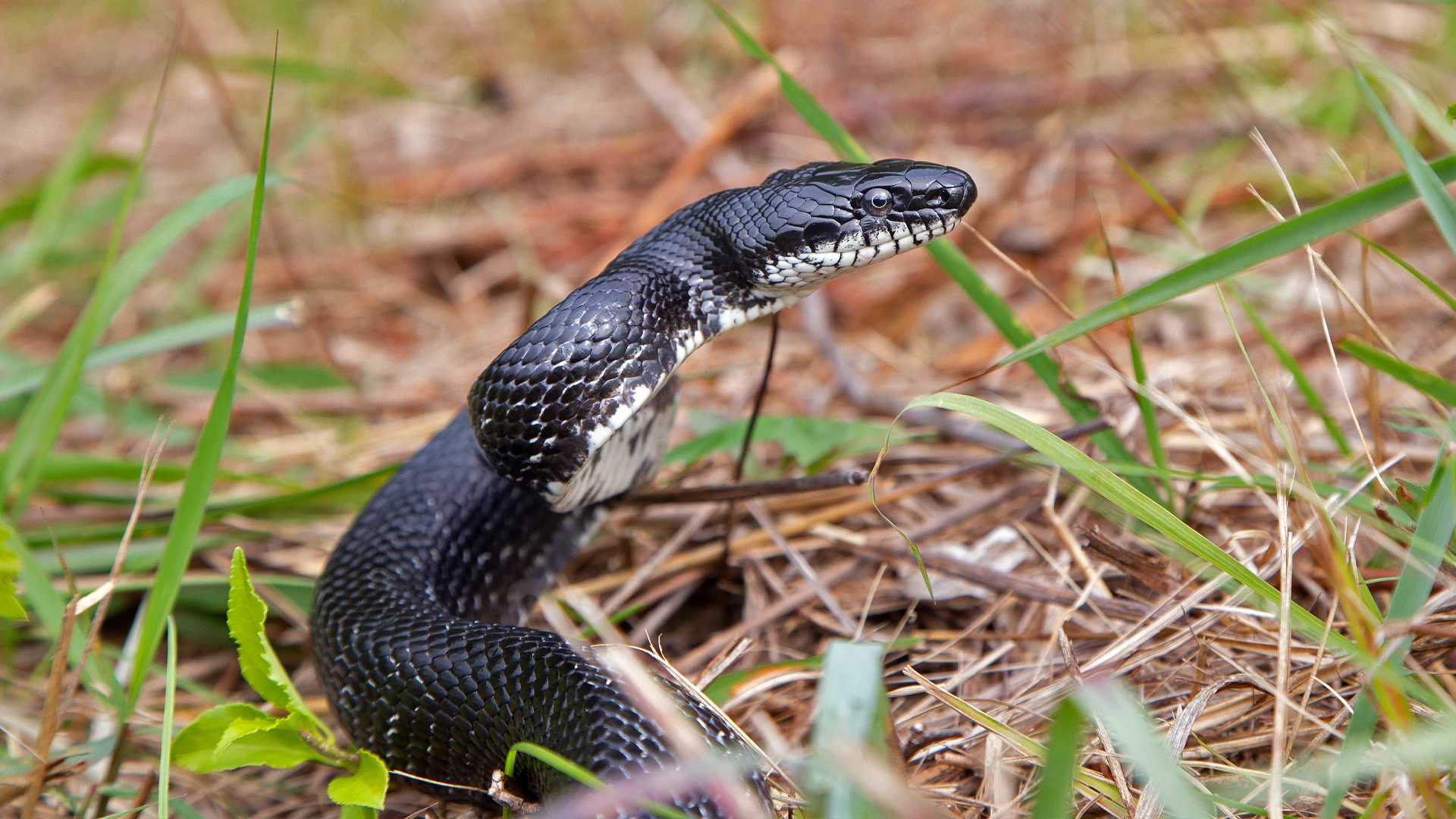Eastern Rat Snake