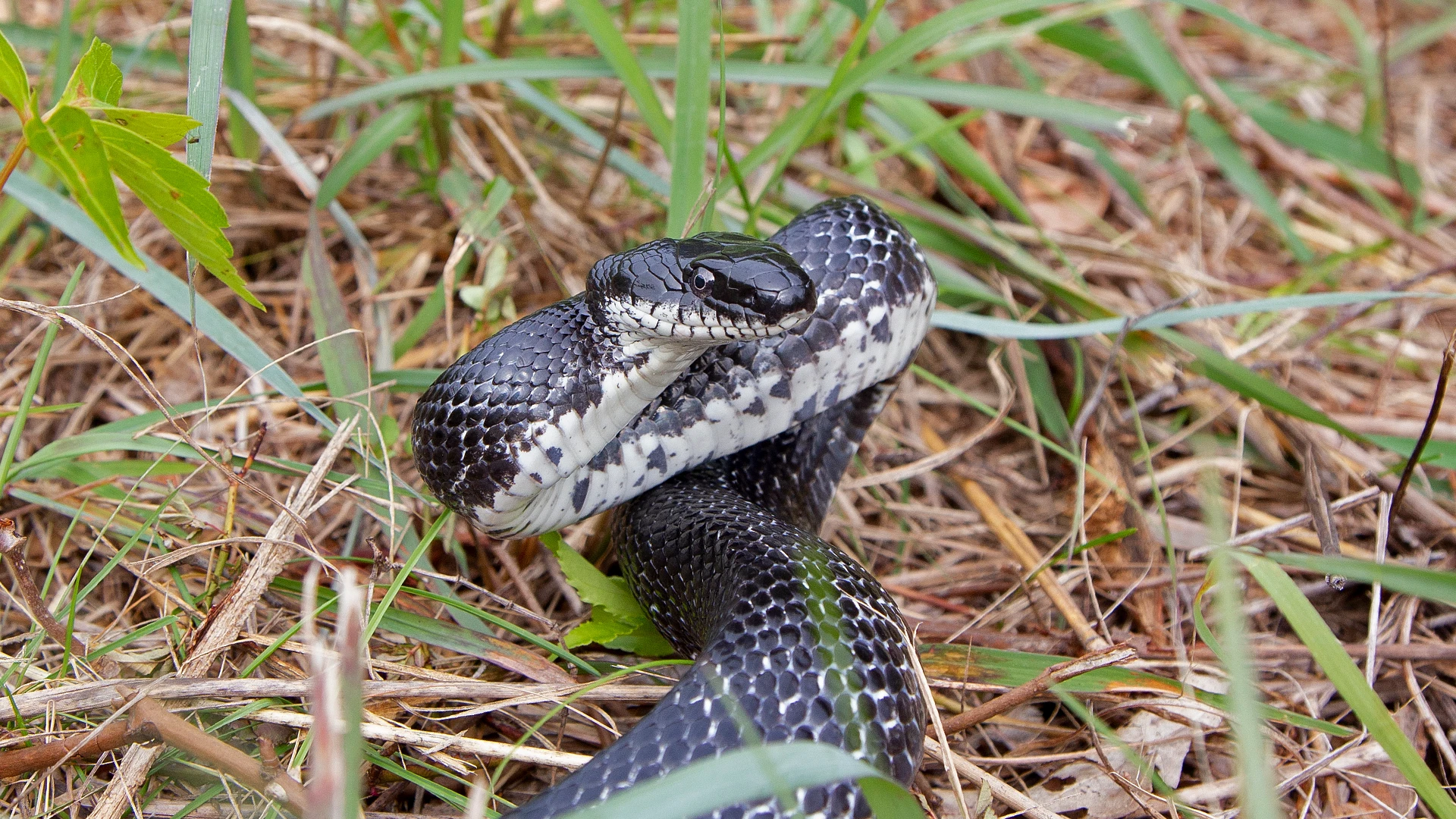 Eastern Rat Snake