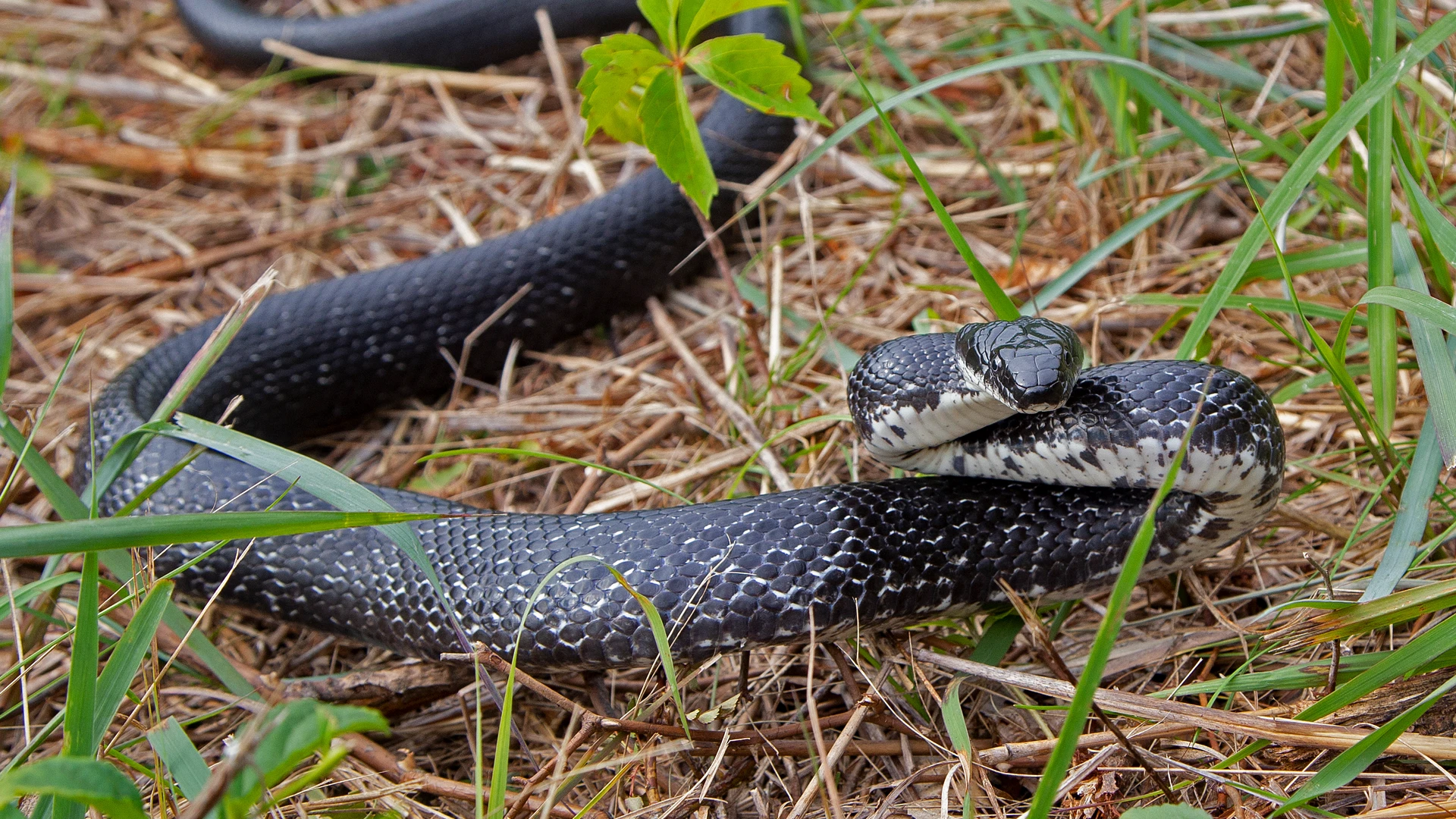 Eastern Rat Snake