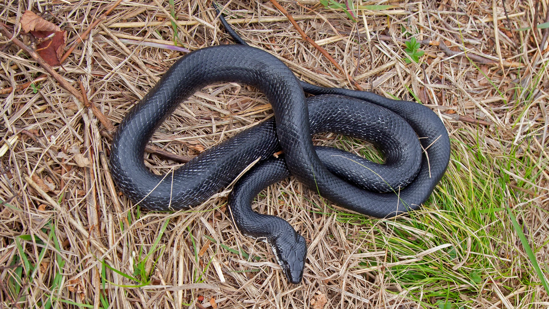 Eastern Rat Snake