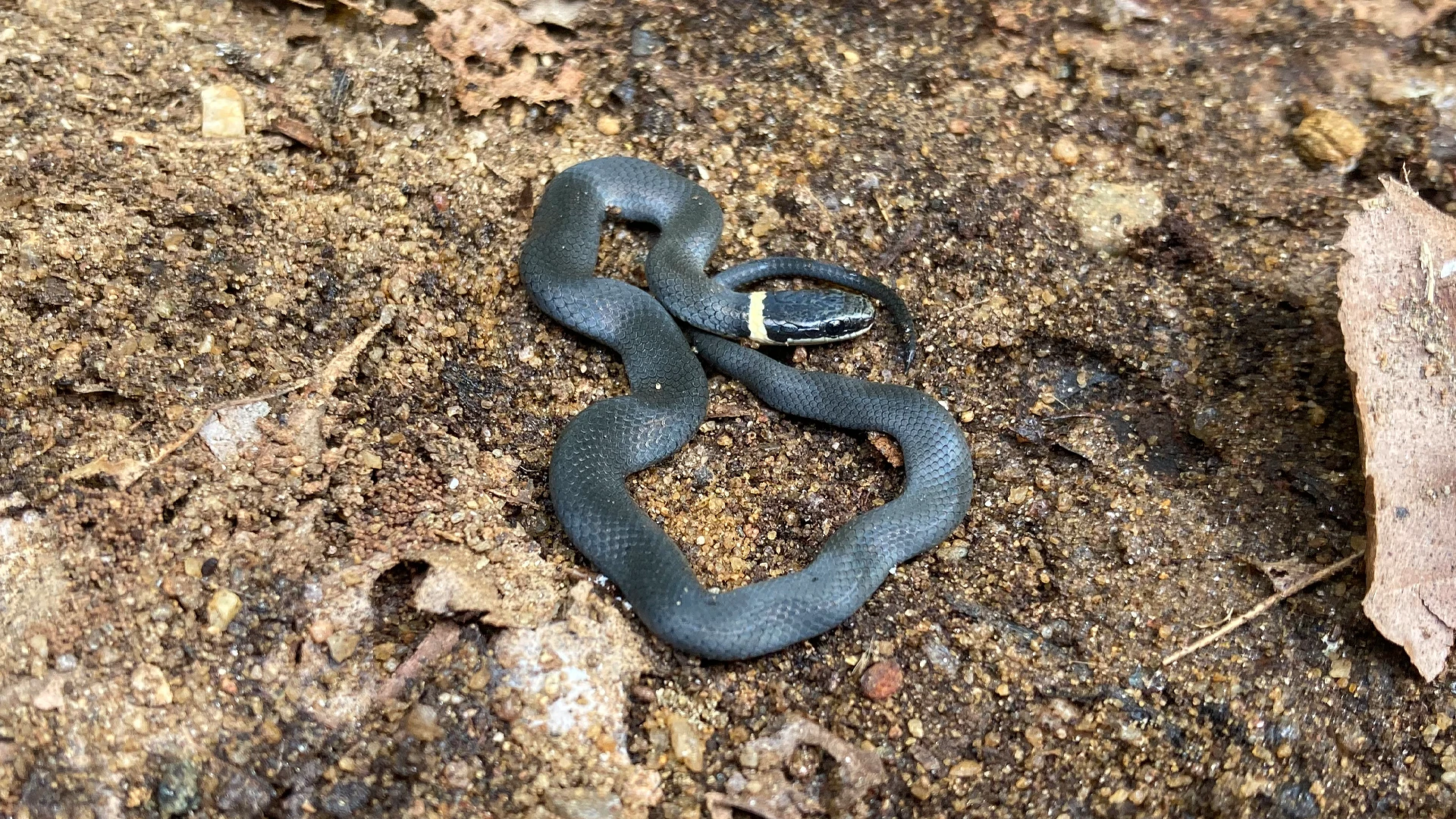 Northern Ringneck Snake