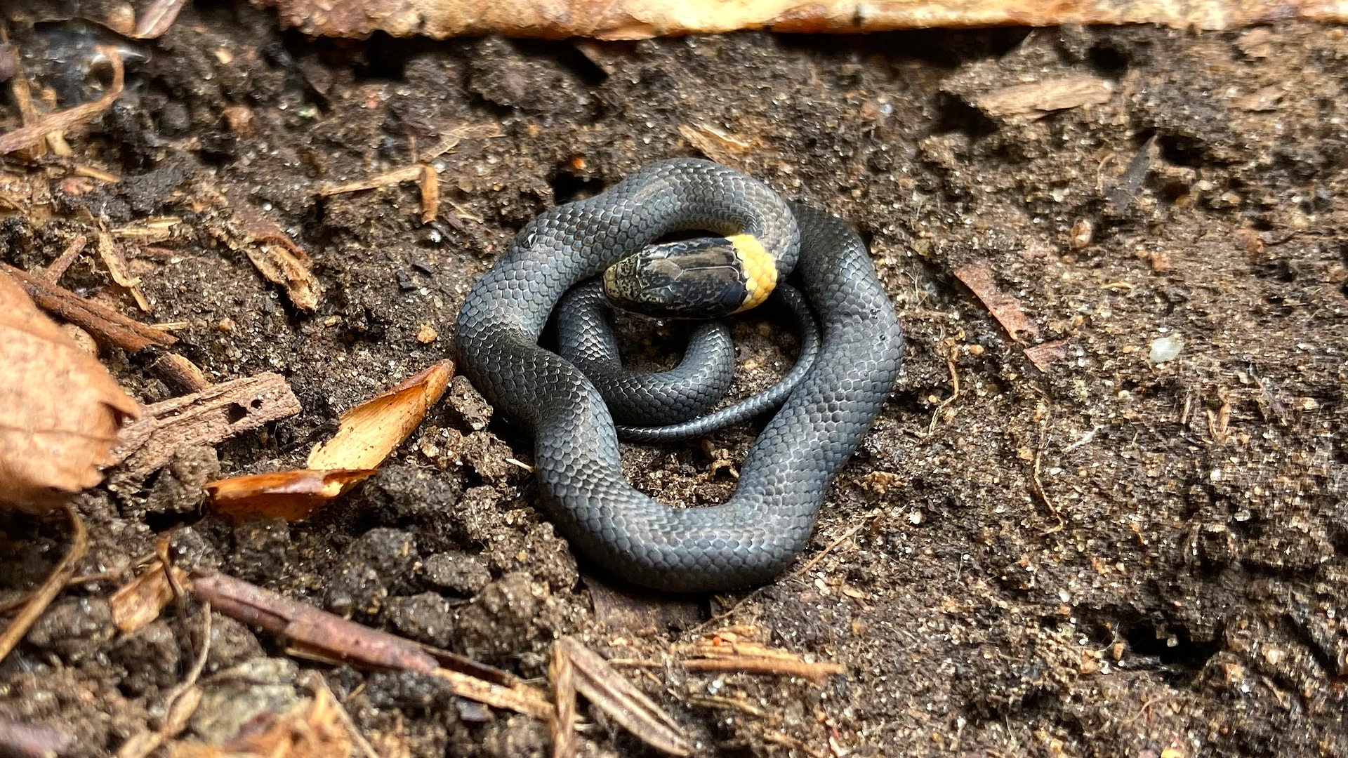 Northern Ringneck Snake