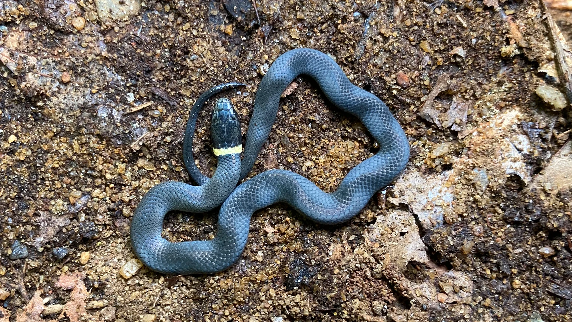 Northern Ringneck Snake
