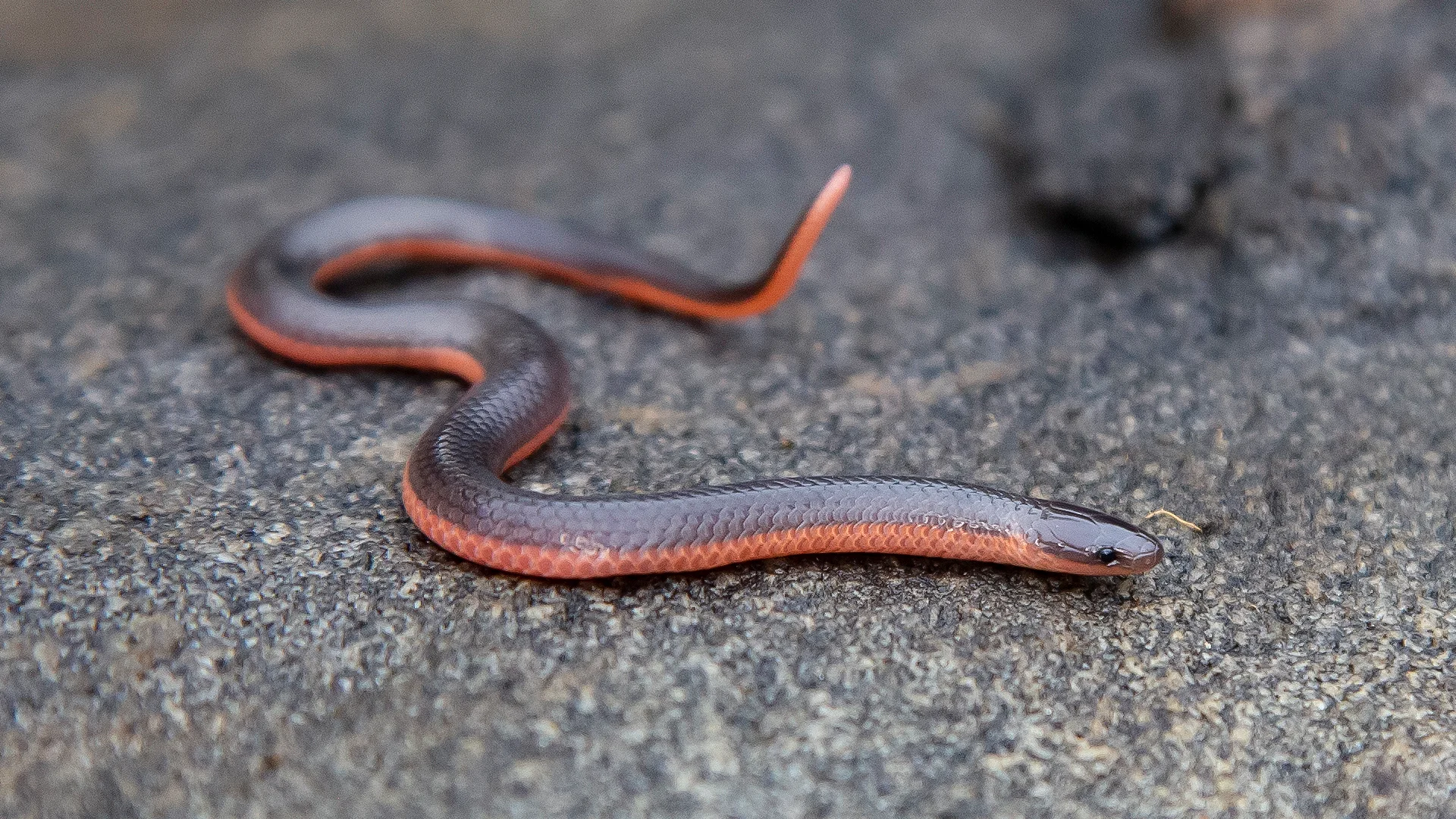 Eastern Worm Snake