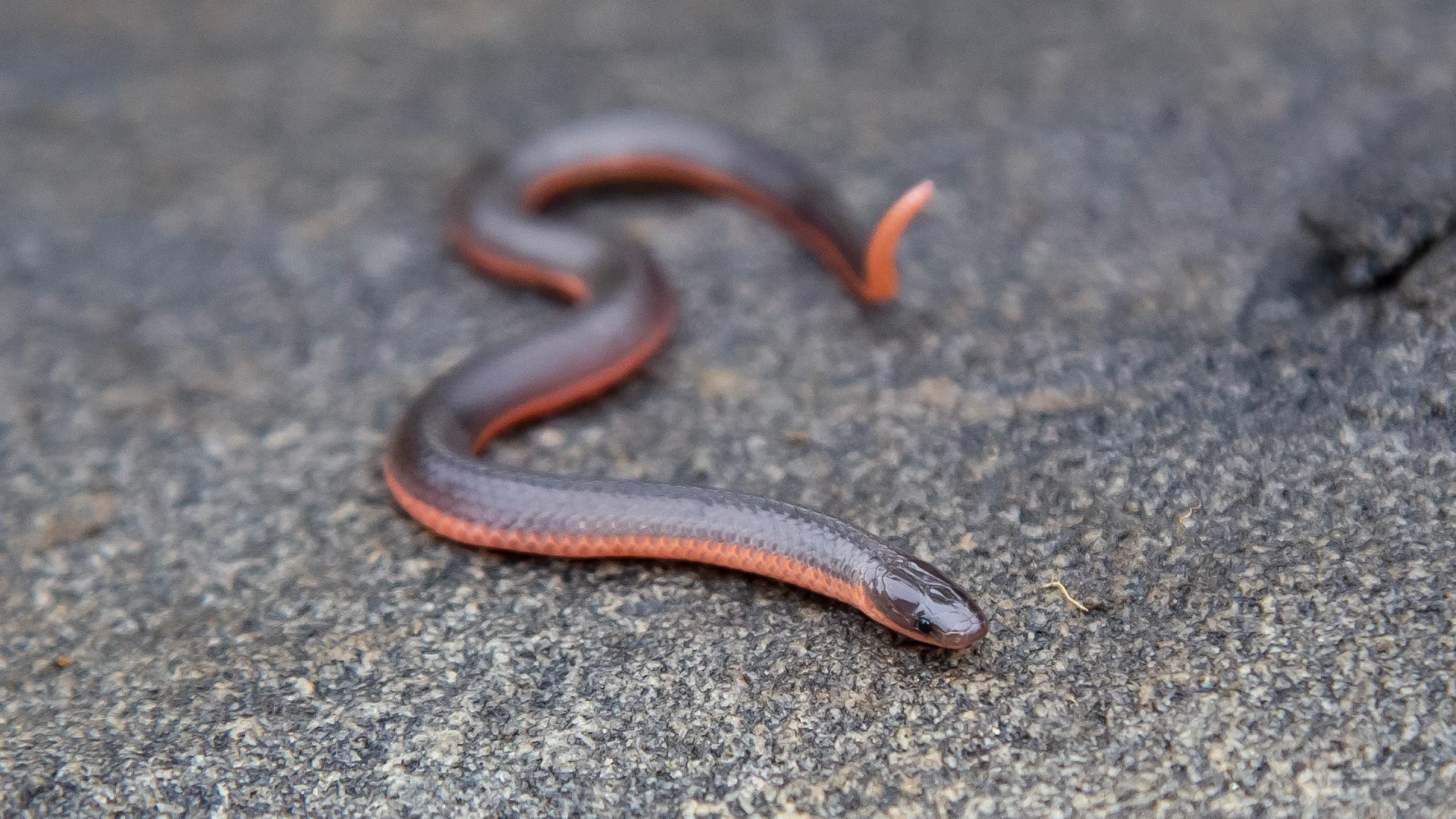 Eastern Worm Snake