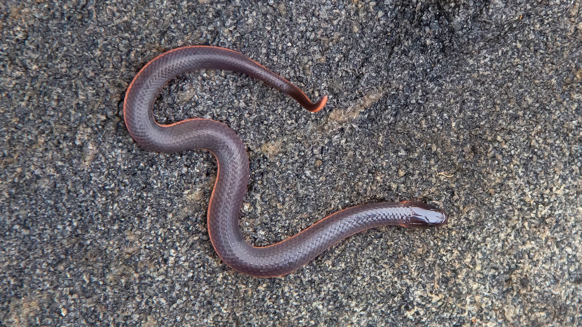 Eastern Worm Snake