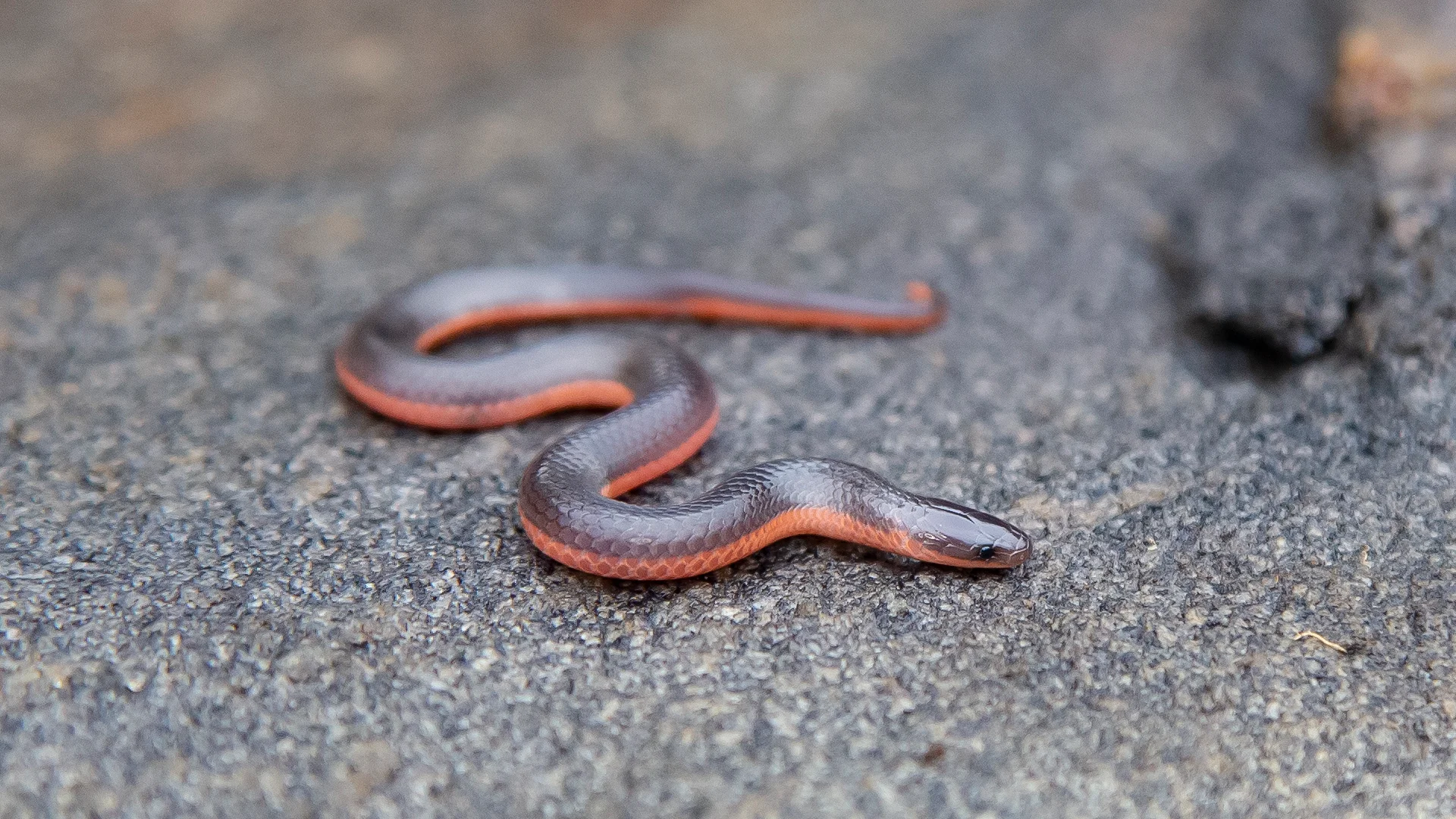 Eastern Worm Snake