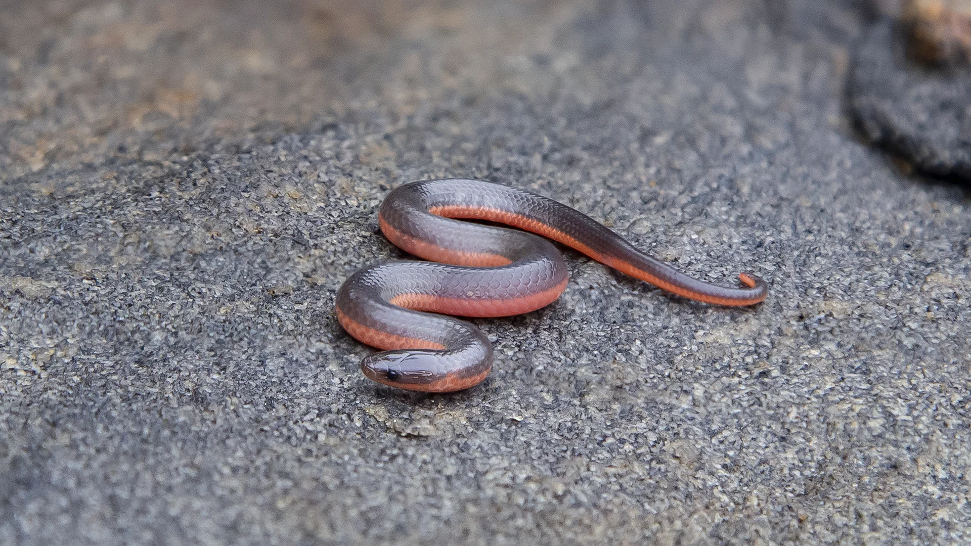 Eastern Worm Snake