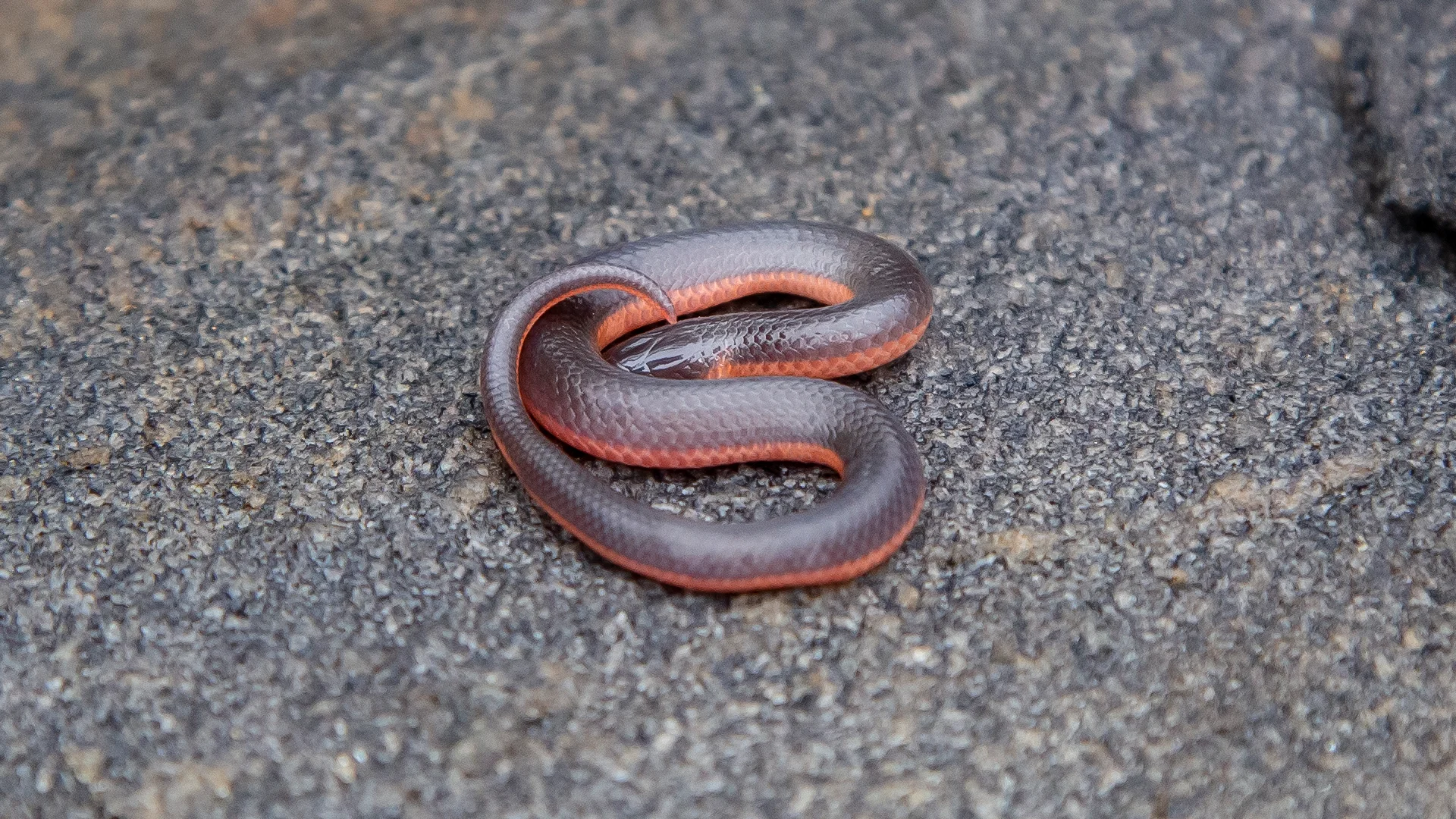 Eastern Worm Snake
