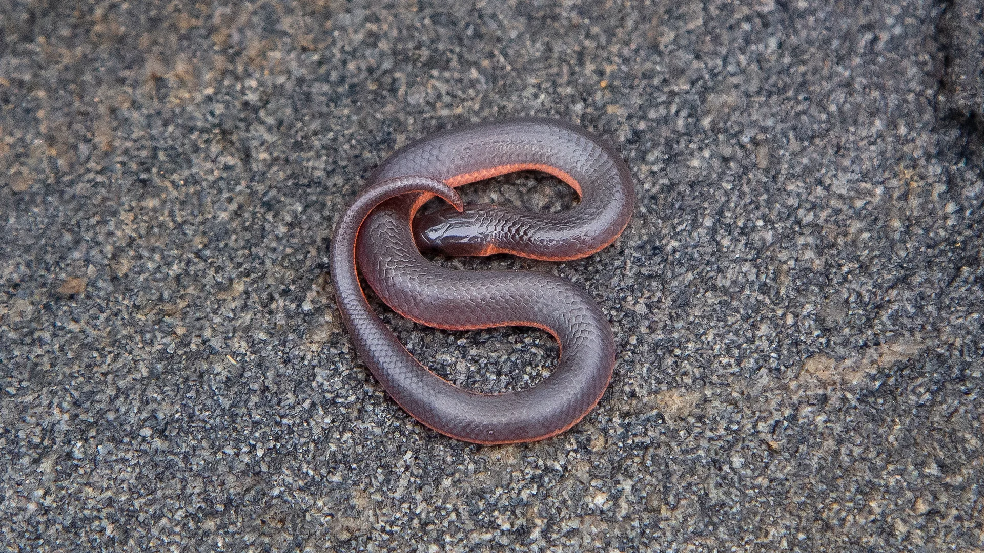 Eastern Worm Snake