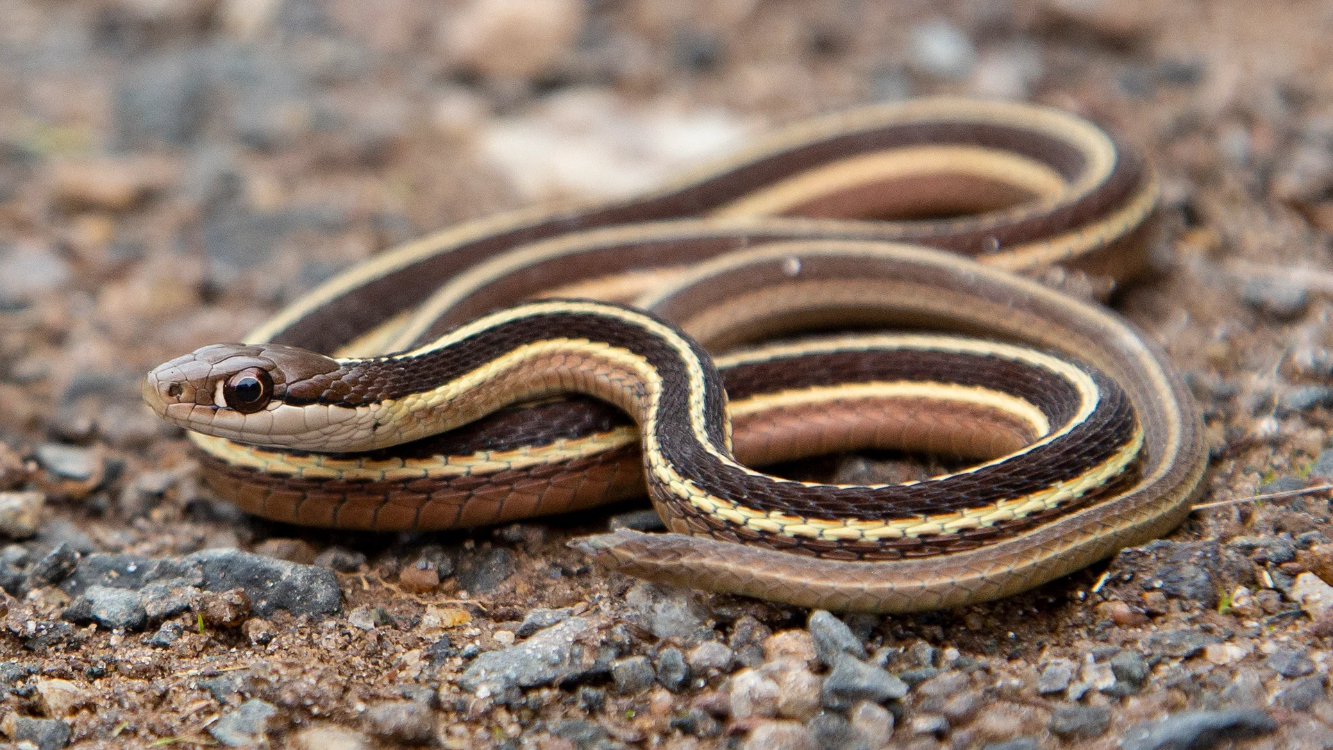 Eastern Ribbon Snake