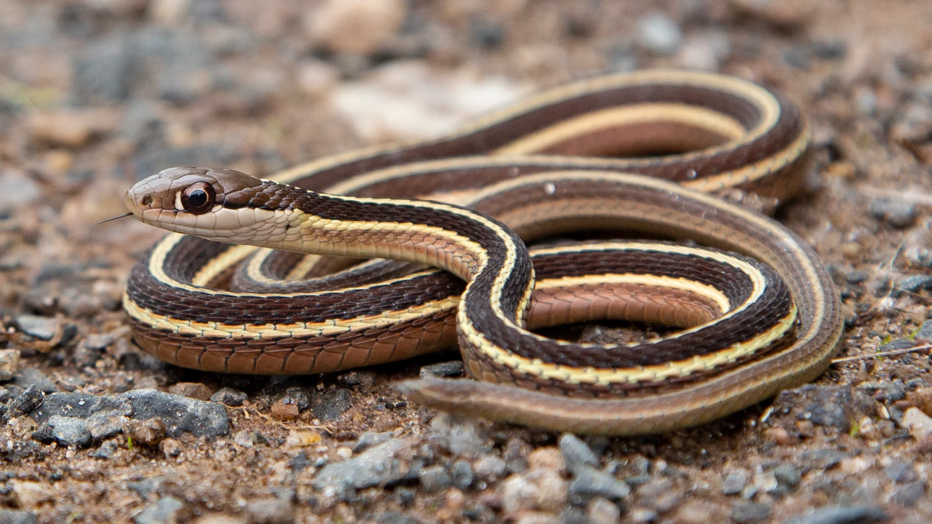 Eastern Ribbon Snake