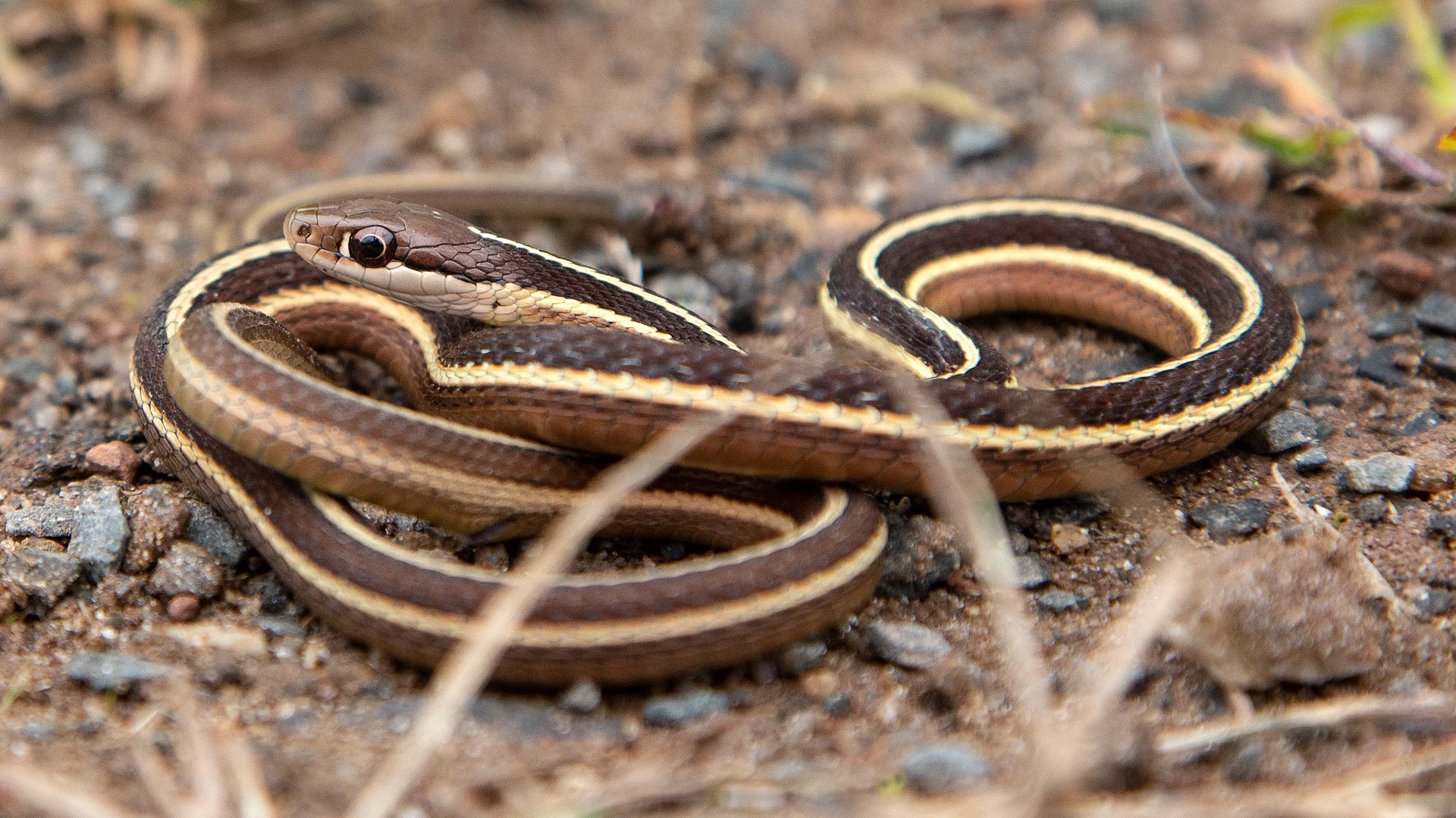 Eastern Ribbon Snake