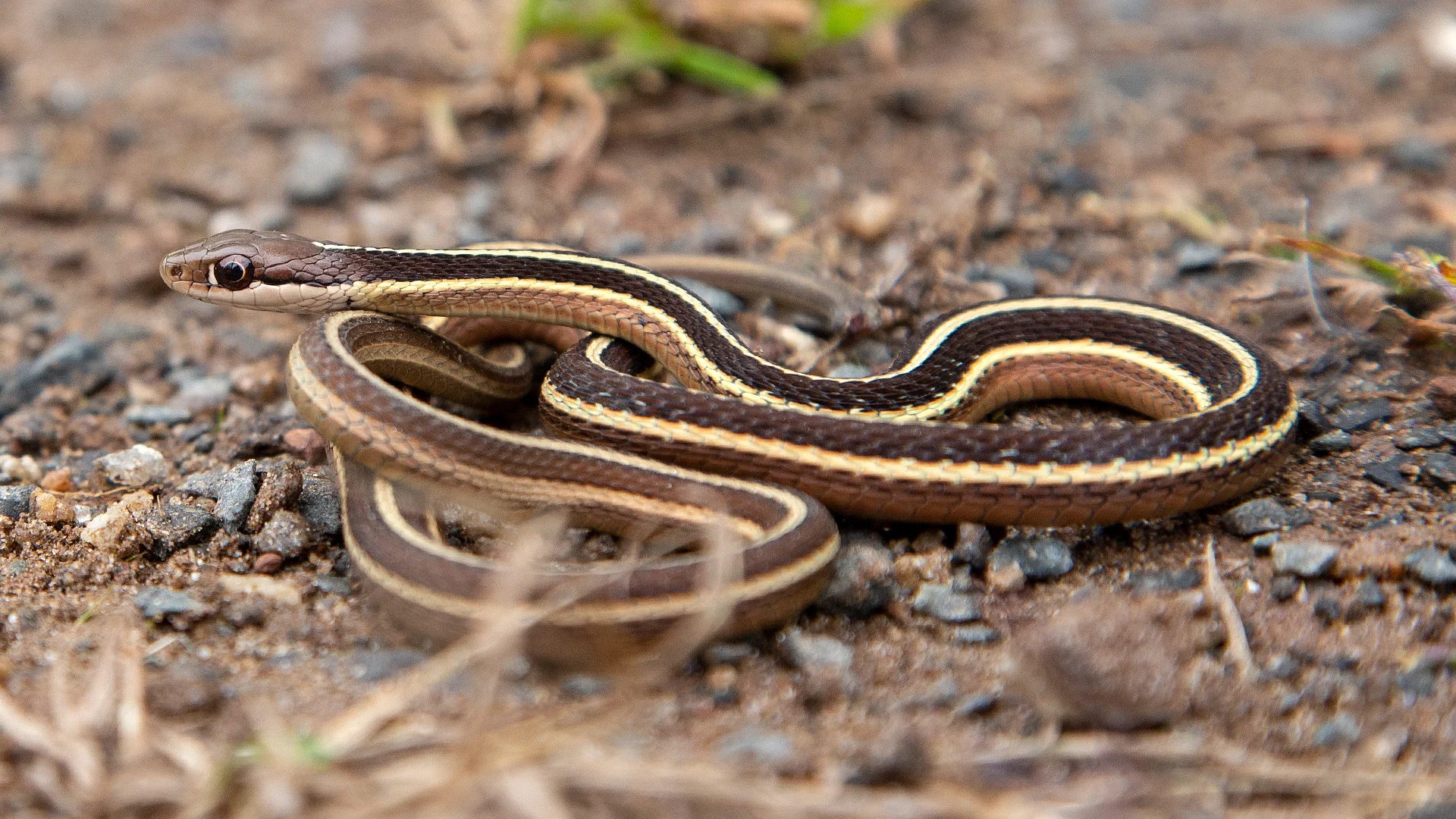 Eastern Ribbon Snake