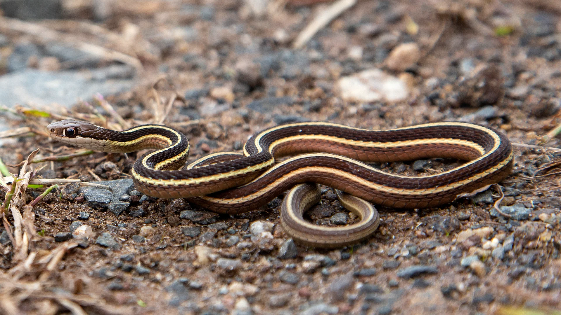 Eastern Ribbon Snake