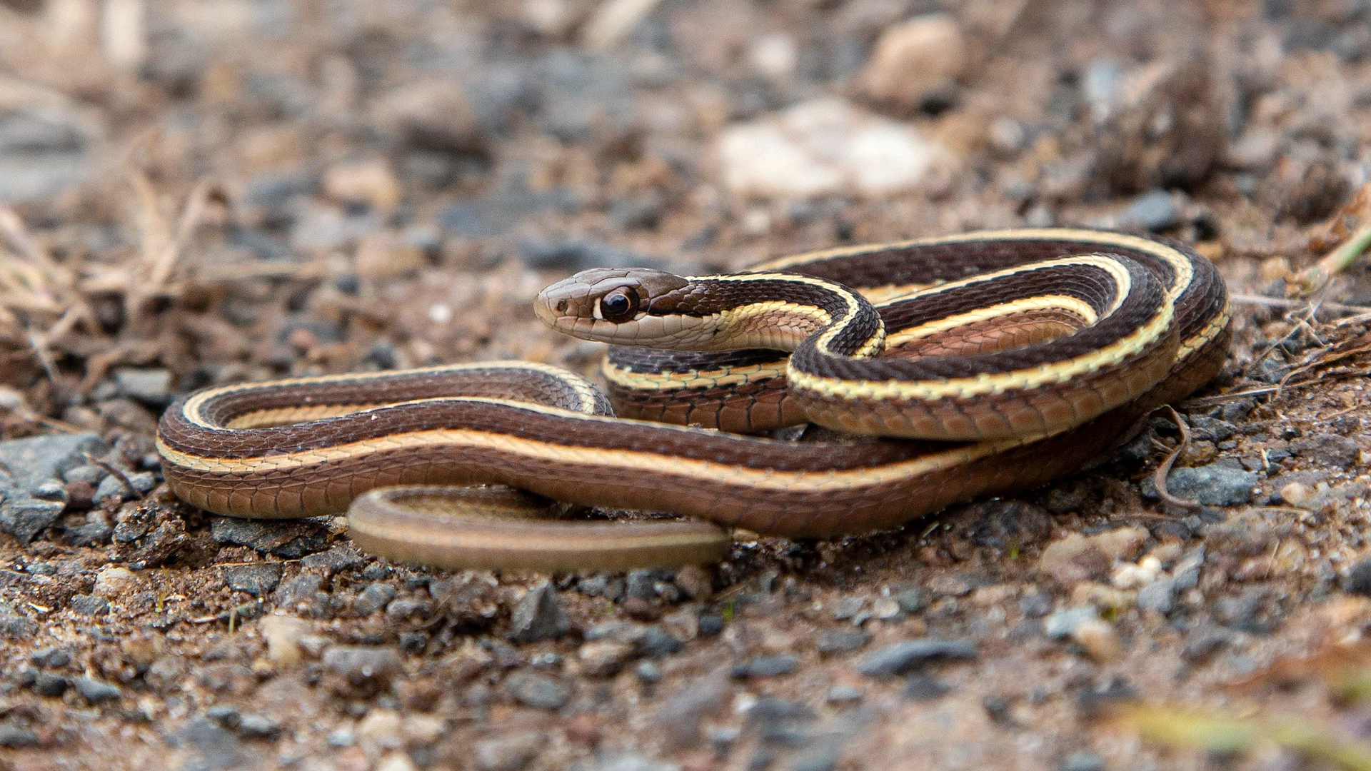 Eastern Ribbon Snake