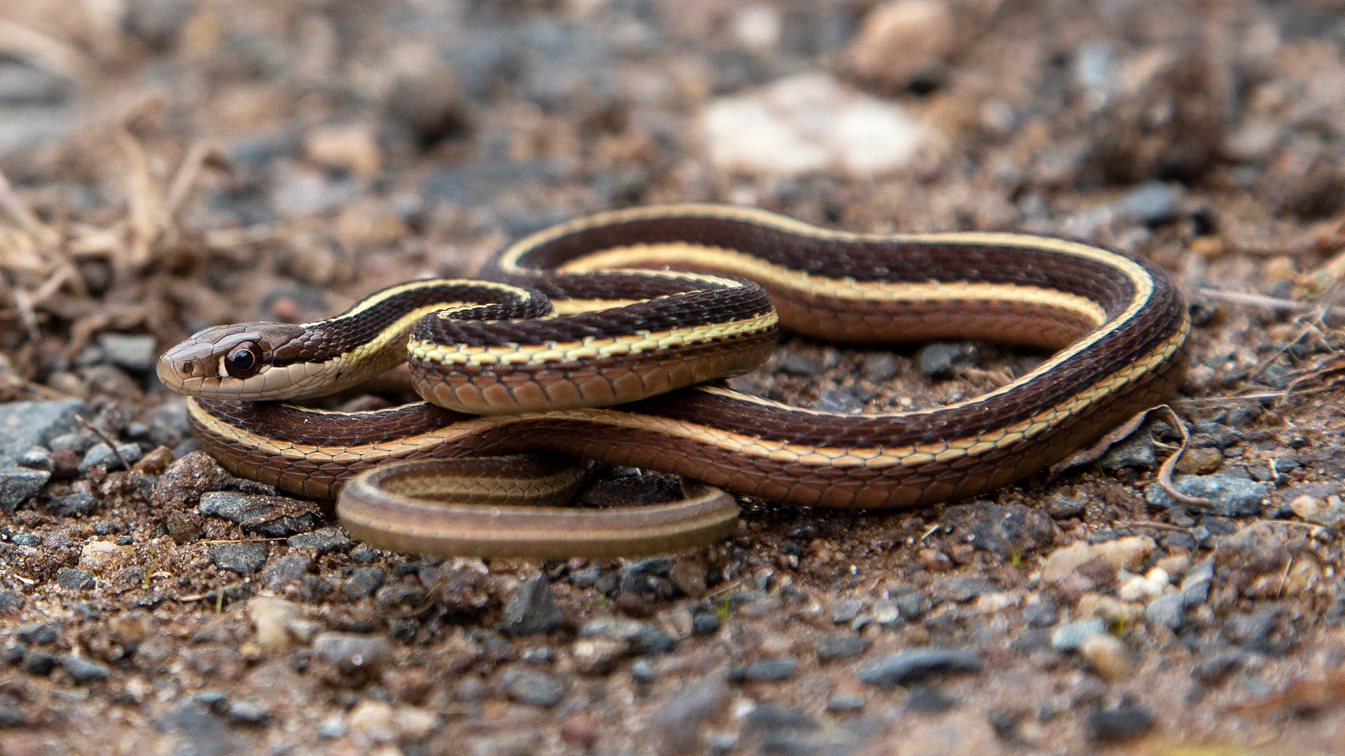 Eastern Ribbon Snake