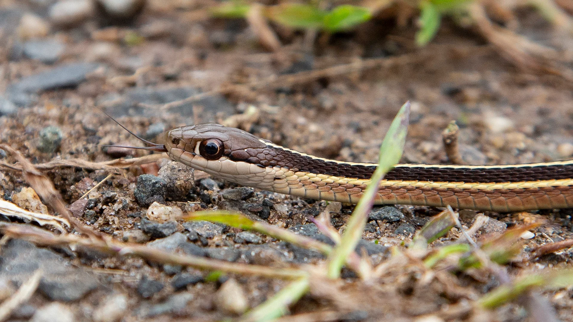 Eastern Ribbon Snake