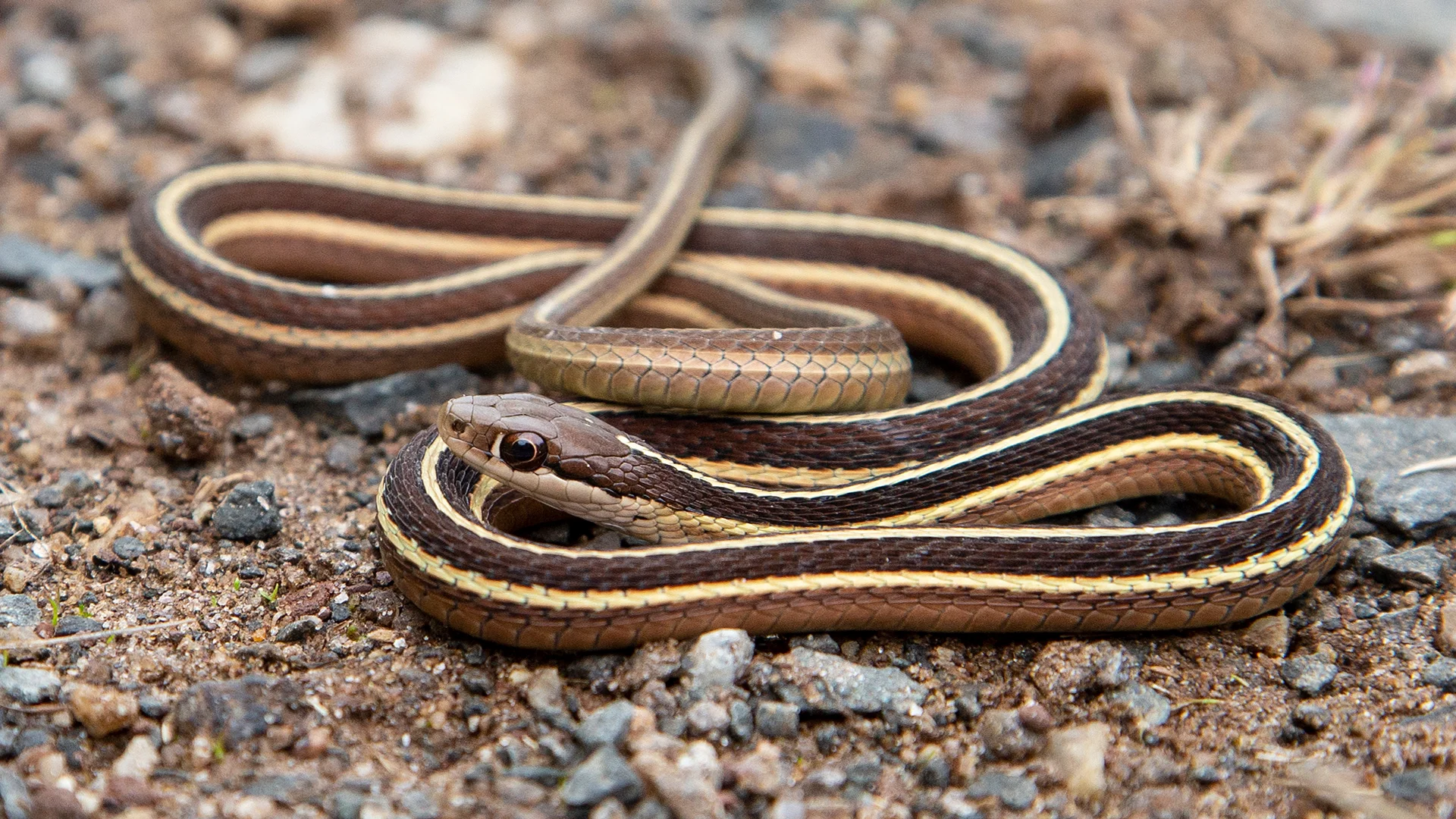 Eastern Ribbon Snake