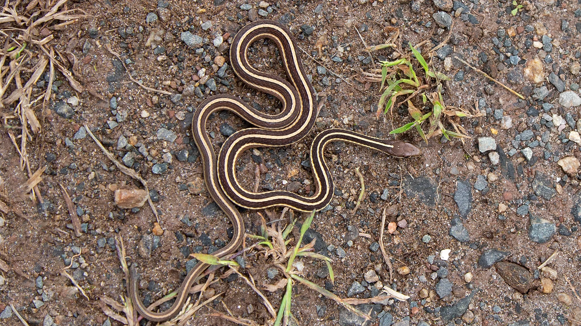 Eastern Ribbon Snake