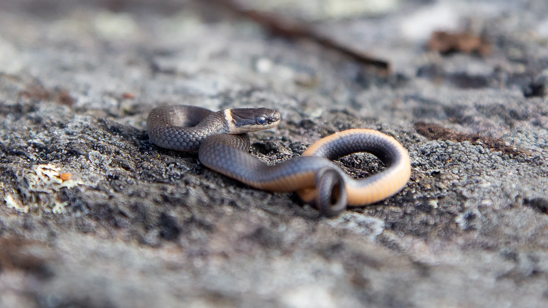Northern Ringneck Snake