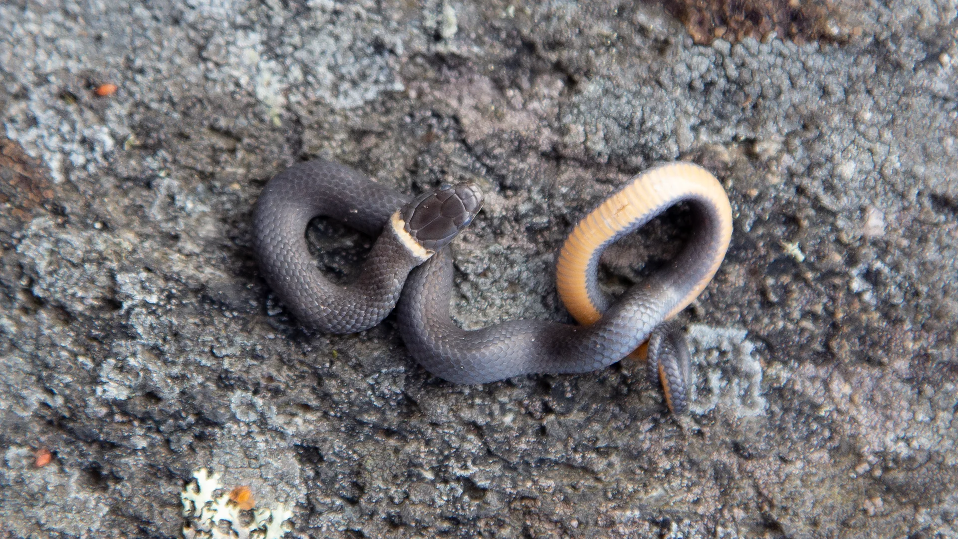 Northern Ringneck Snake
