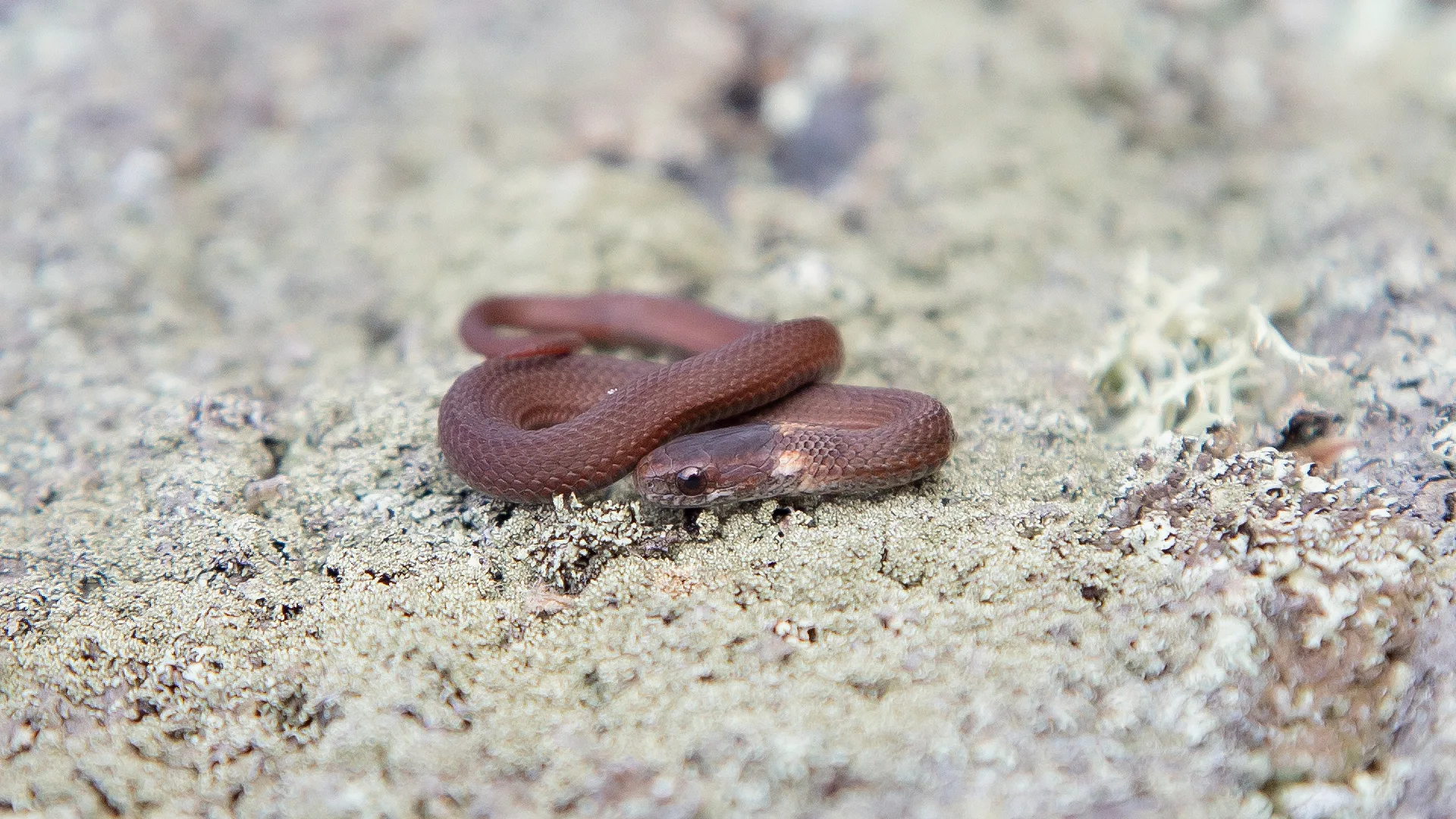 Northern Redbelly Snake