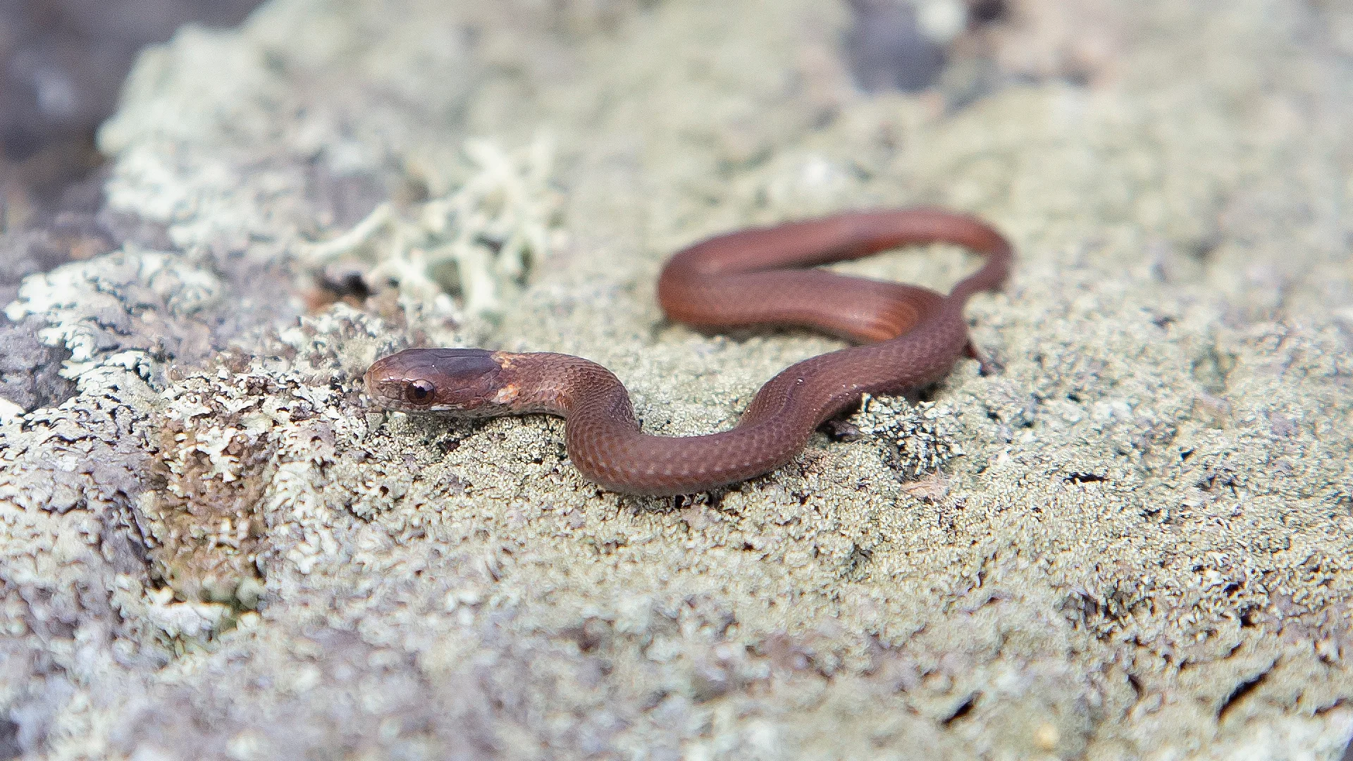 Northern Redbelly Snake